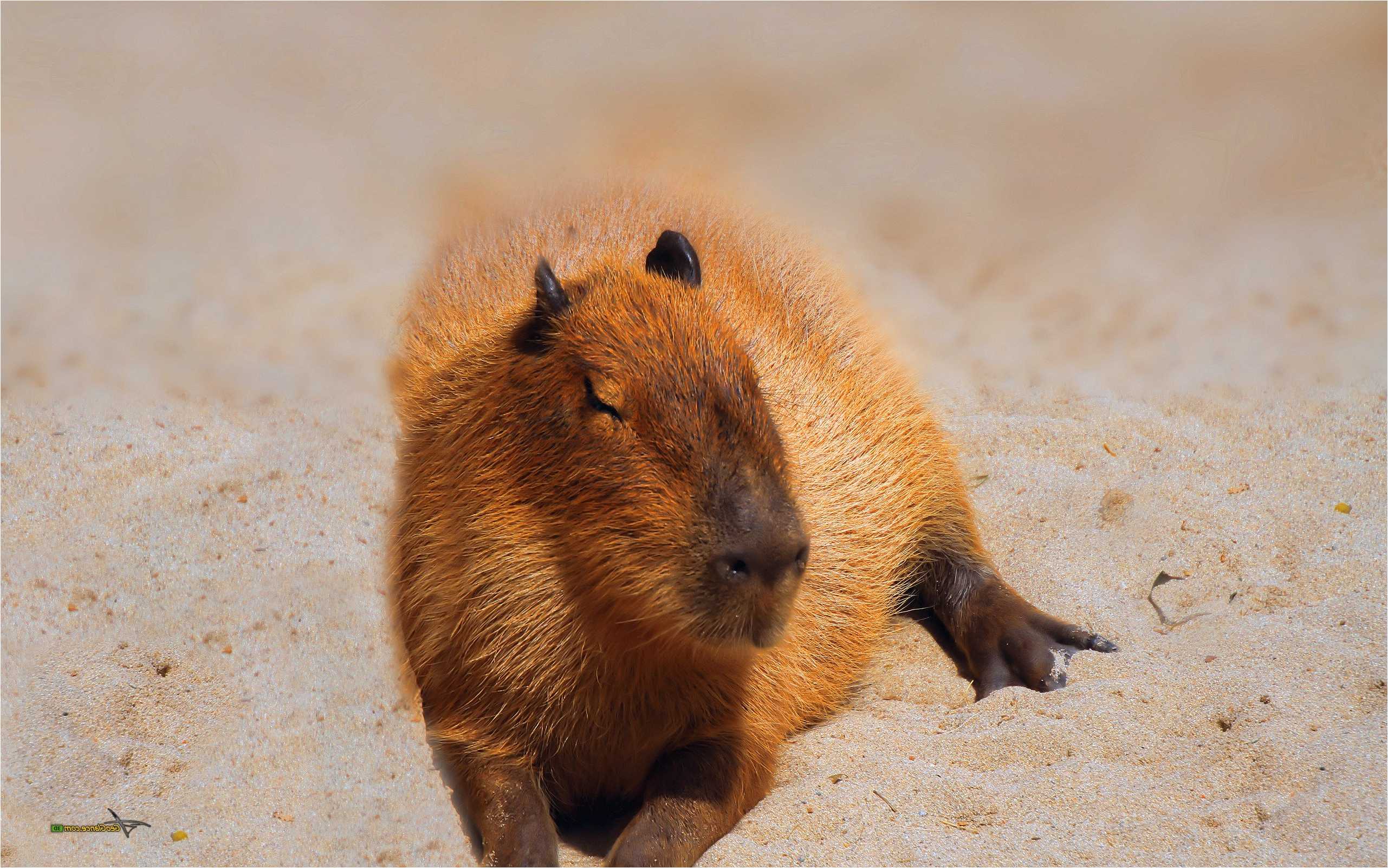 For Your Desktop: Capybara Wallpaper, 18 Top Quality Capybara