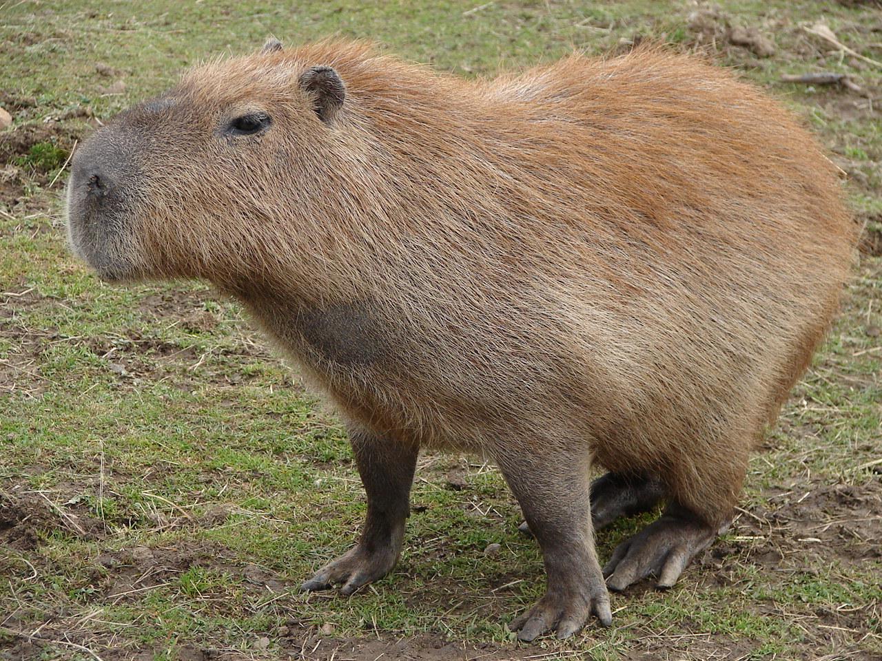 Capybara Wallpaper VDR 0.59 Mb
