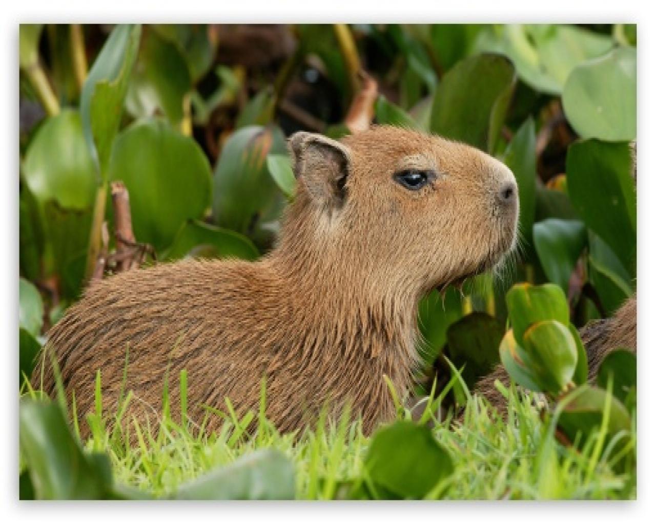  capybara capybaratiktok capybaramemes capybaralove capybaras    TikTok