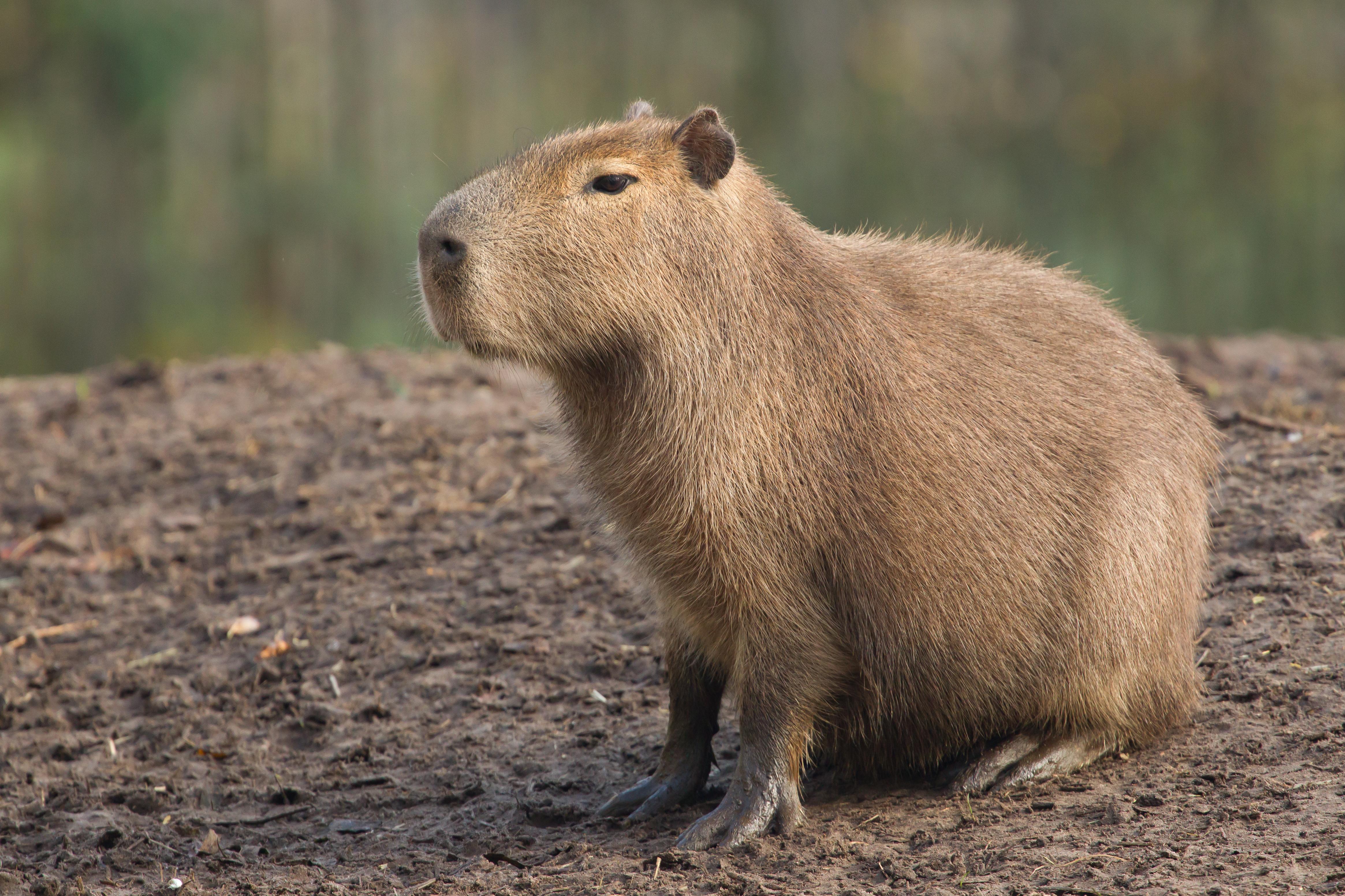 Capybara Wallpaper Iphone Dark