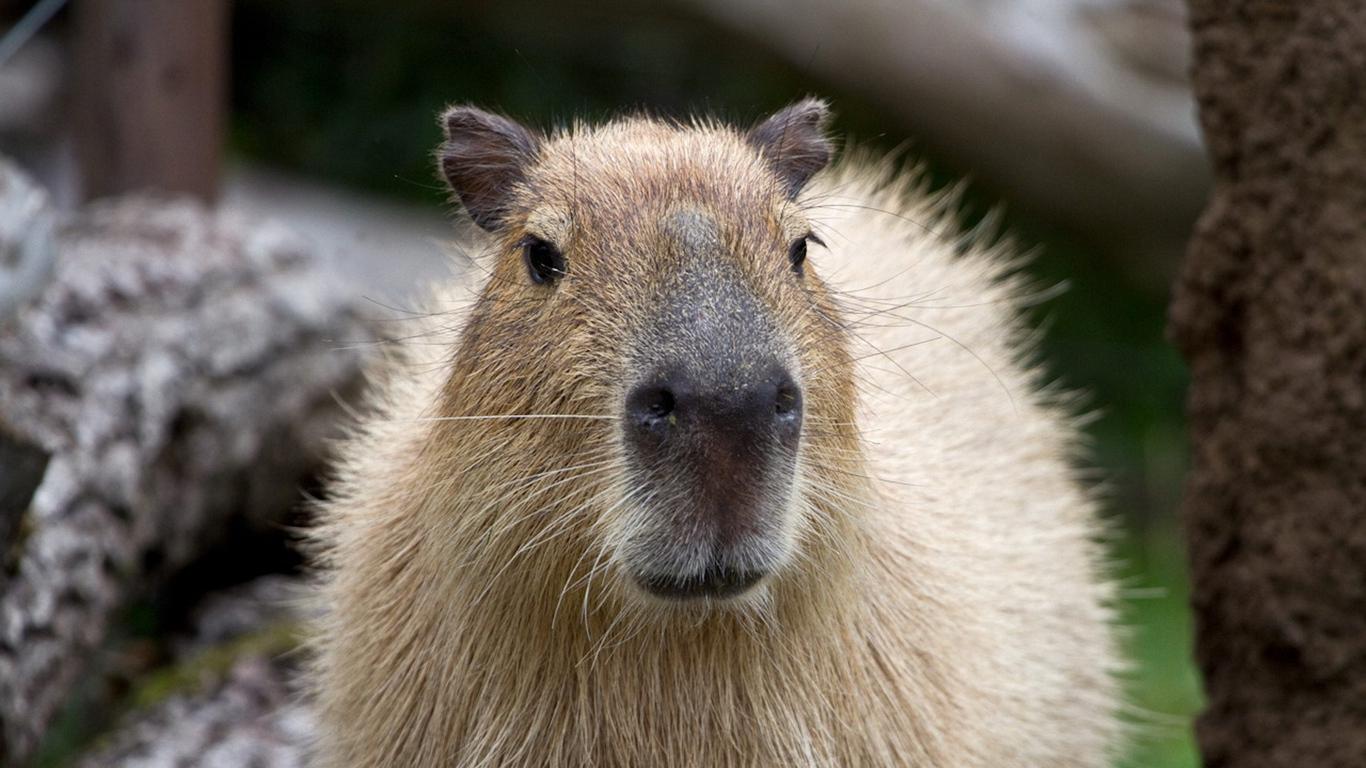 Download Free Capybara Wallpaper Discover more Animal Capybara Cute  Capybara Lake Rodent wallpaper in 2023  Capybara Capybara pet  Australia animals