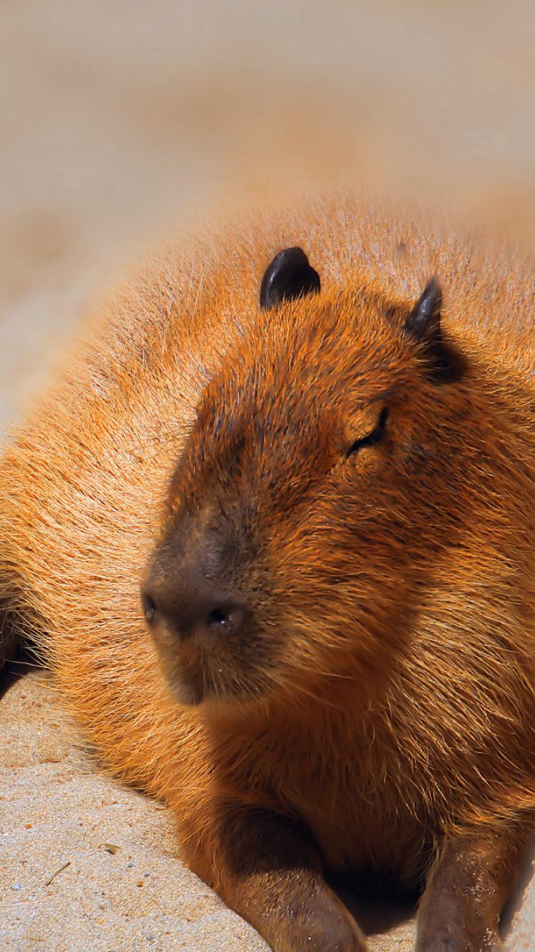 Serene Capybara Wallpaper