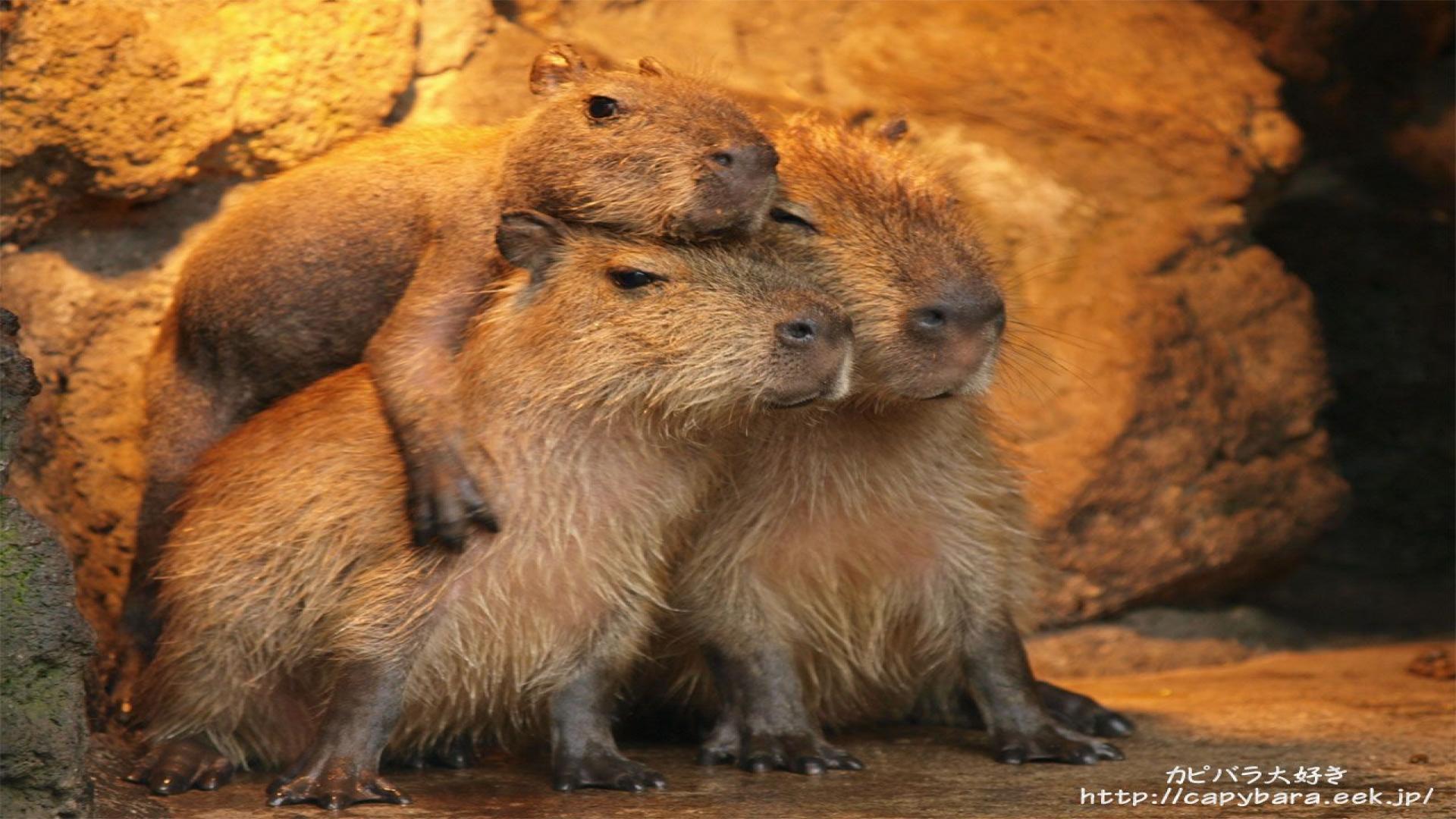 Capybara Family