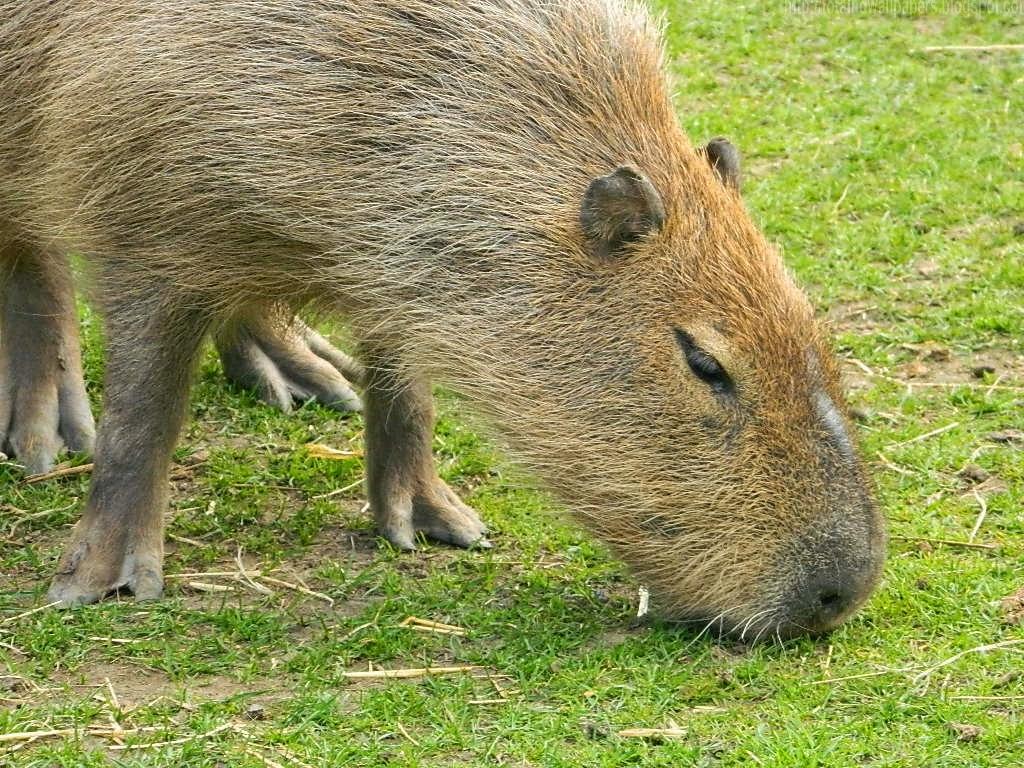 Kamal Shah: Capybara HD Wallpaper
