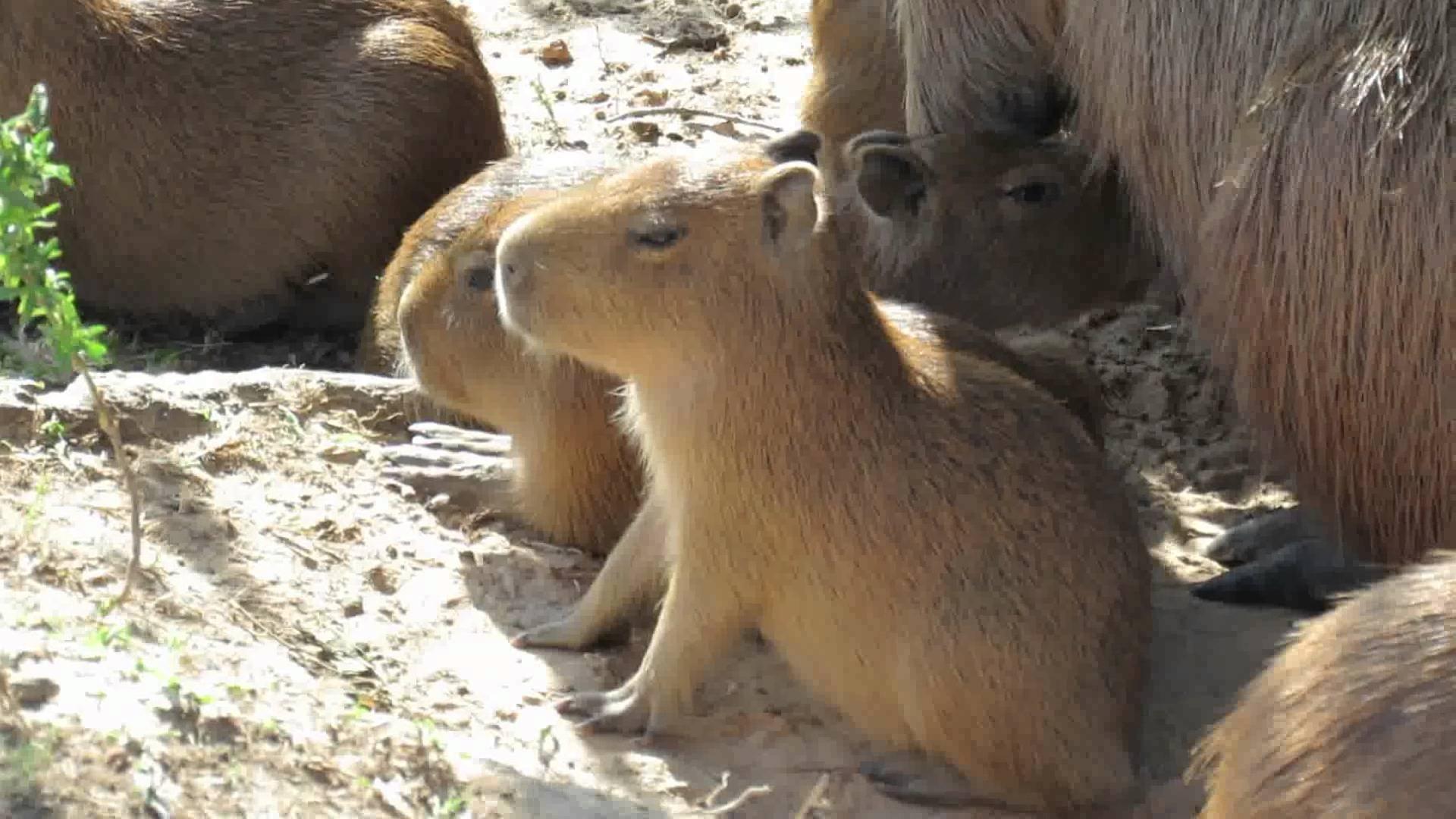 Download The Most Beautiful Capybara Venezuela Wallpaper
