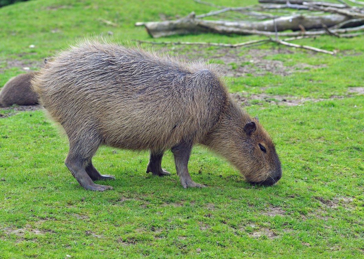 Capybara Wallpaper Image Photo Picture Background