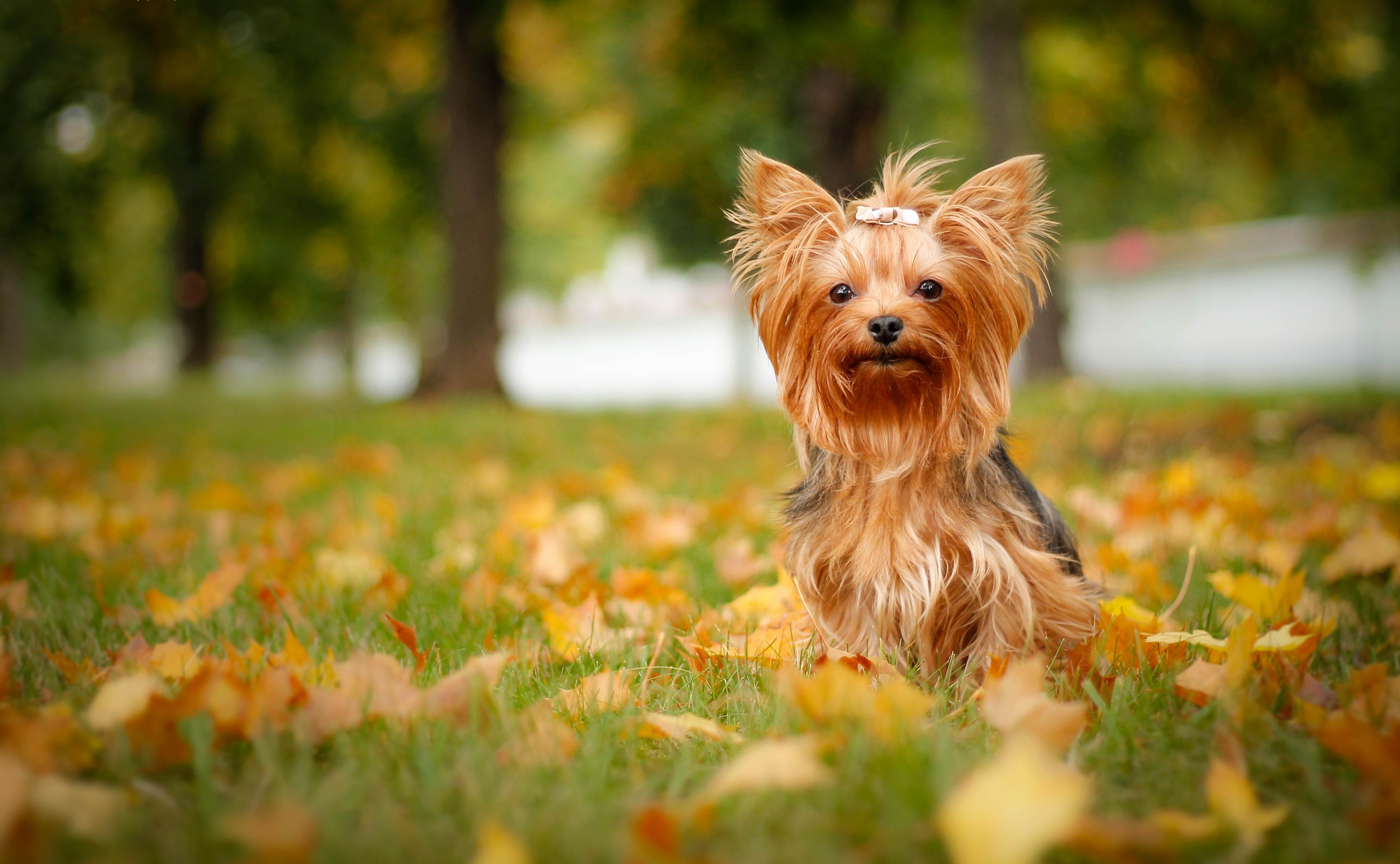 Yorkshire Terrier Wallpapers - Wallpaper Cave