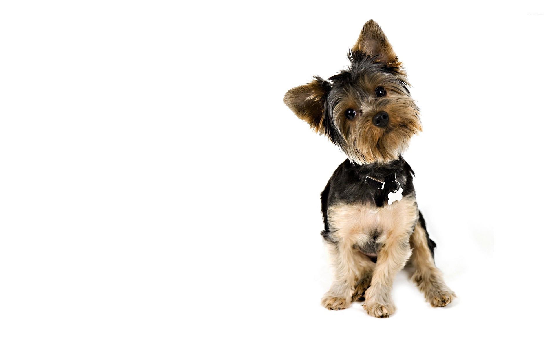 Yorkshire Terrier Wallpapers - Wallpaper Cave