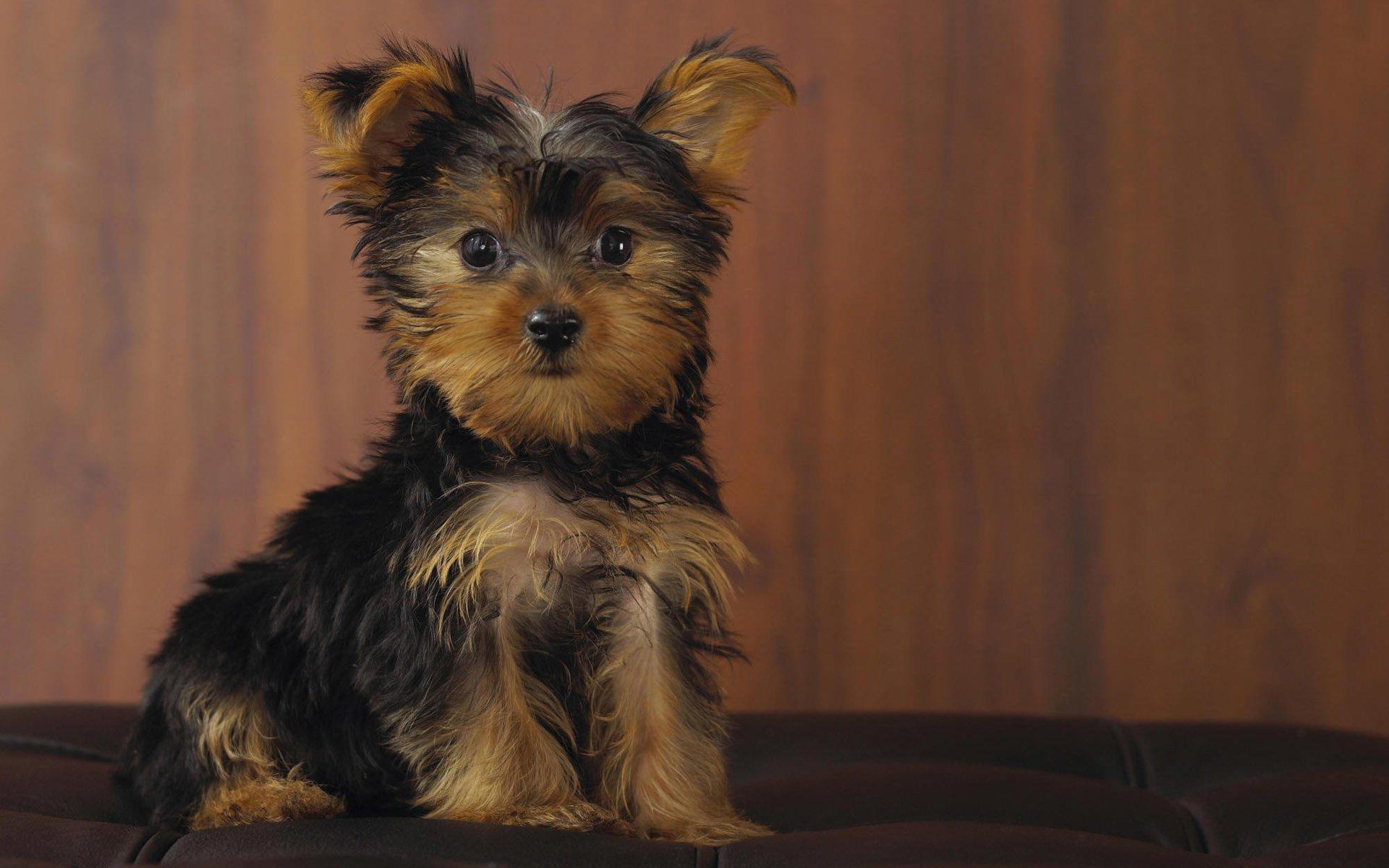 Yorkshire Terrier Wallpaper 2 X 1200
