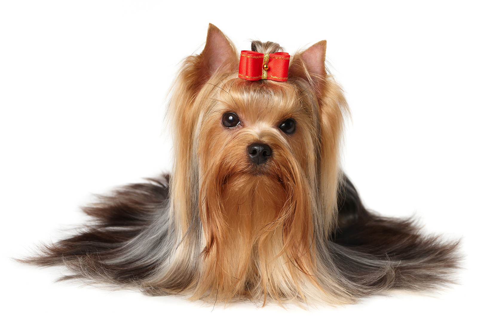 Gallery For > Yorkshire Terrier Wallpaper