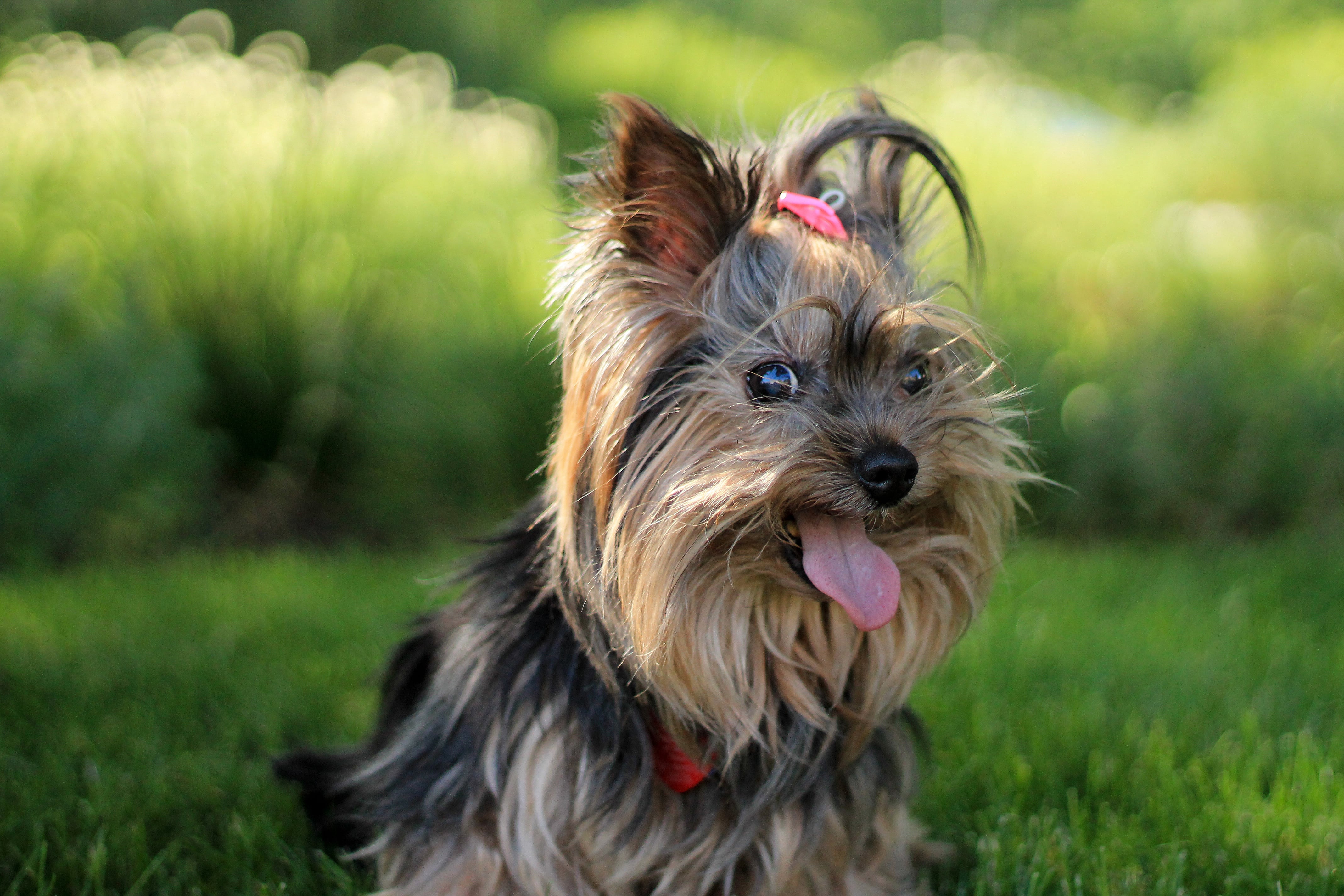 Yorkshire Terrier Wallpaper 11 X 2848