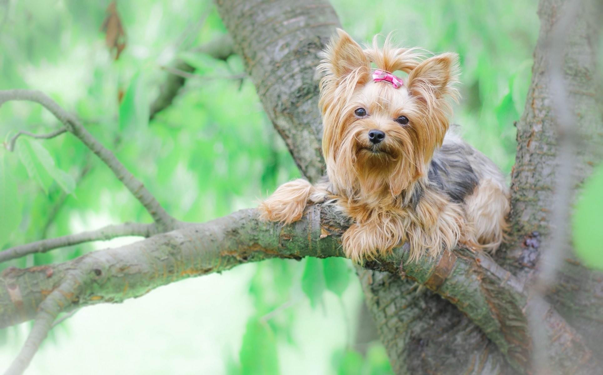 Yorkie Picture Wallpaper