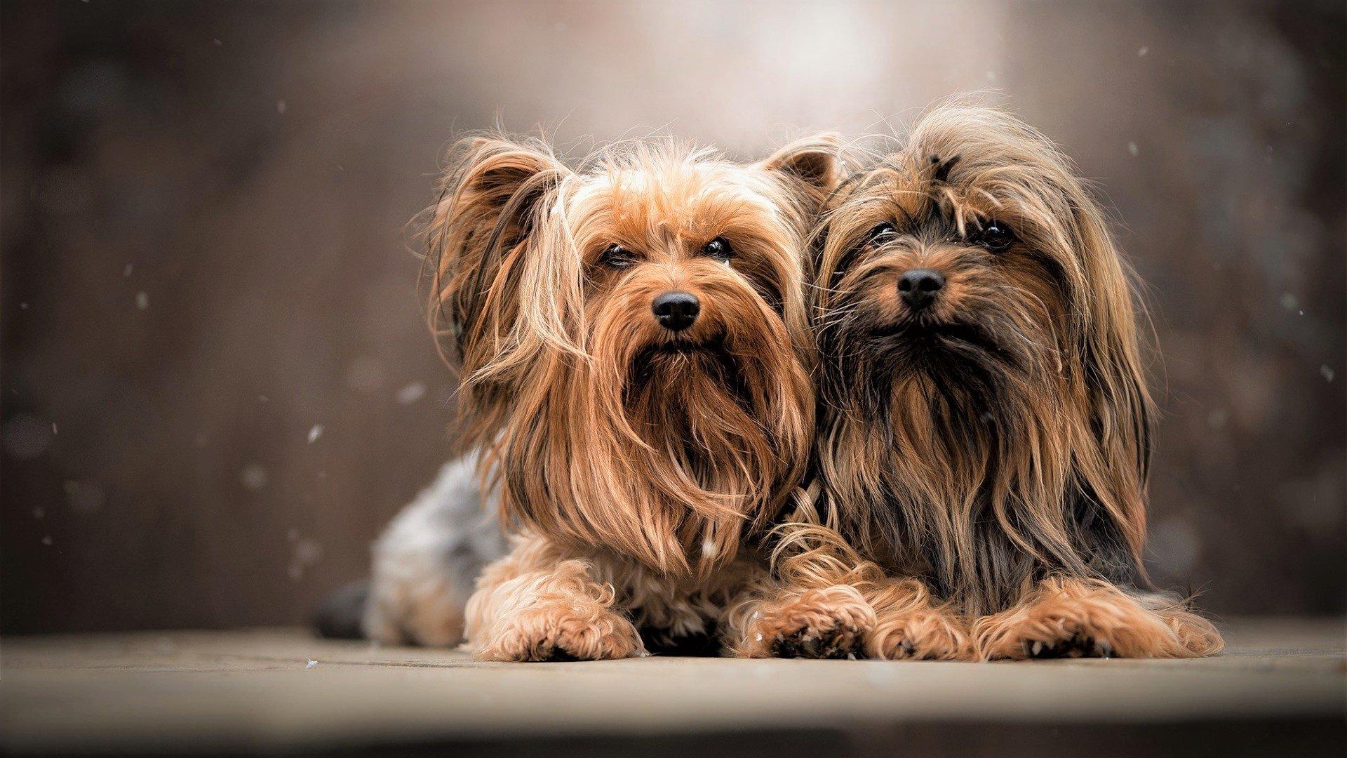 Yorkshire Terrier Wallpapers - Wallpaper Cave