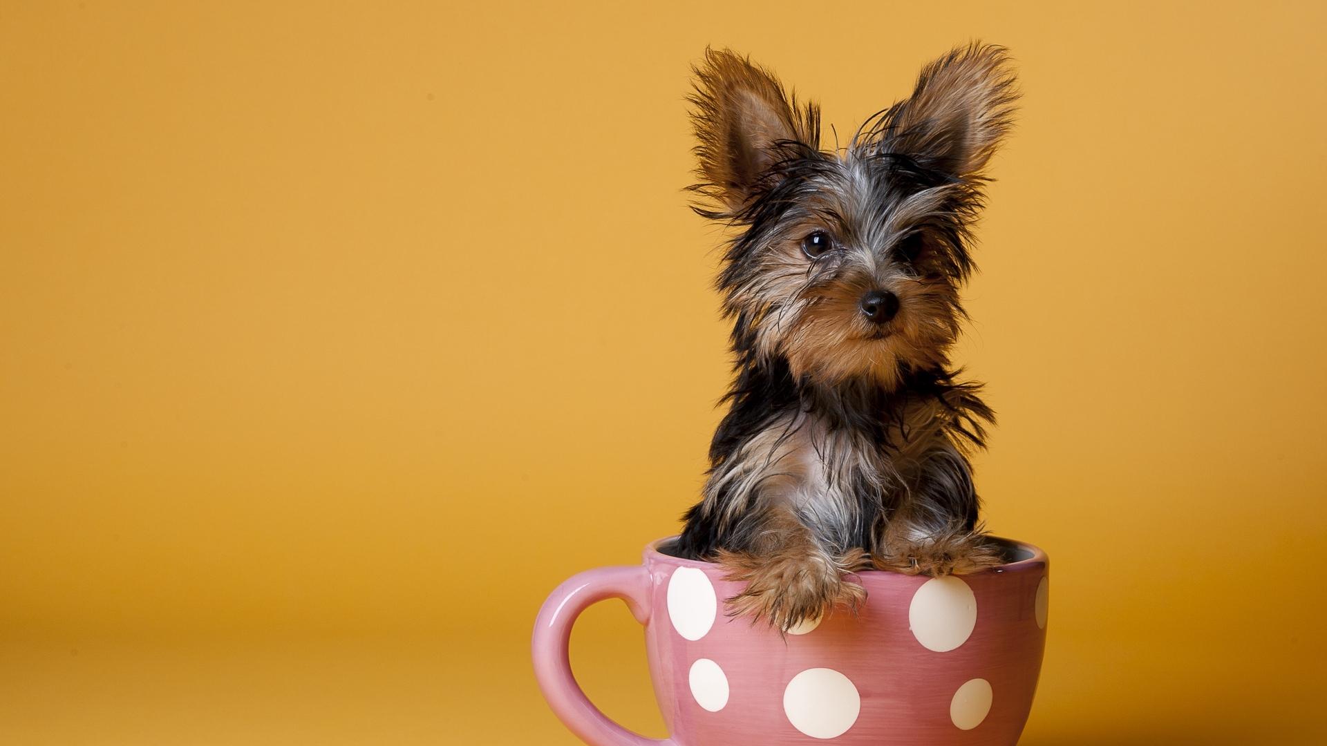 Download wallpaper 1920x1080 yorkshire terrier, cup, puppy, dog