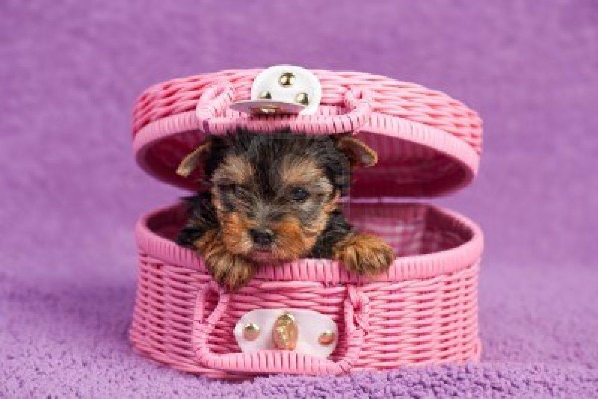 Yorkshire Terrier puppy in the pink basket photo and wallpaper