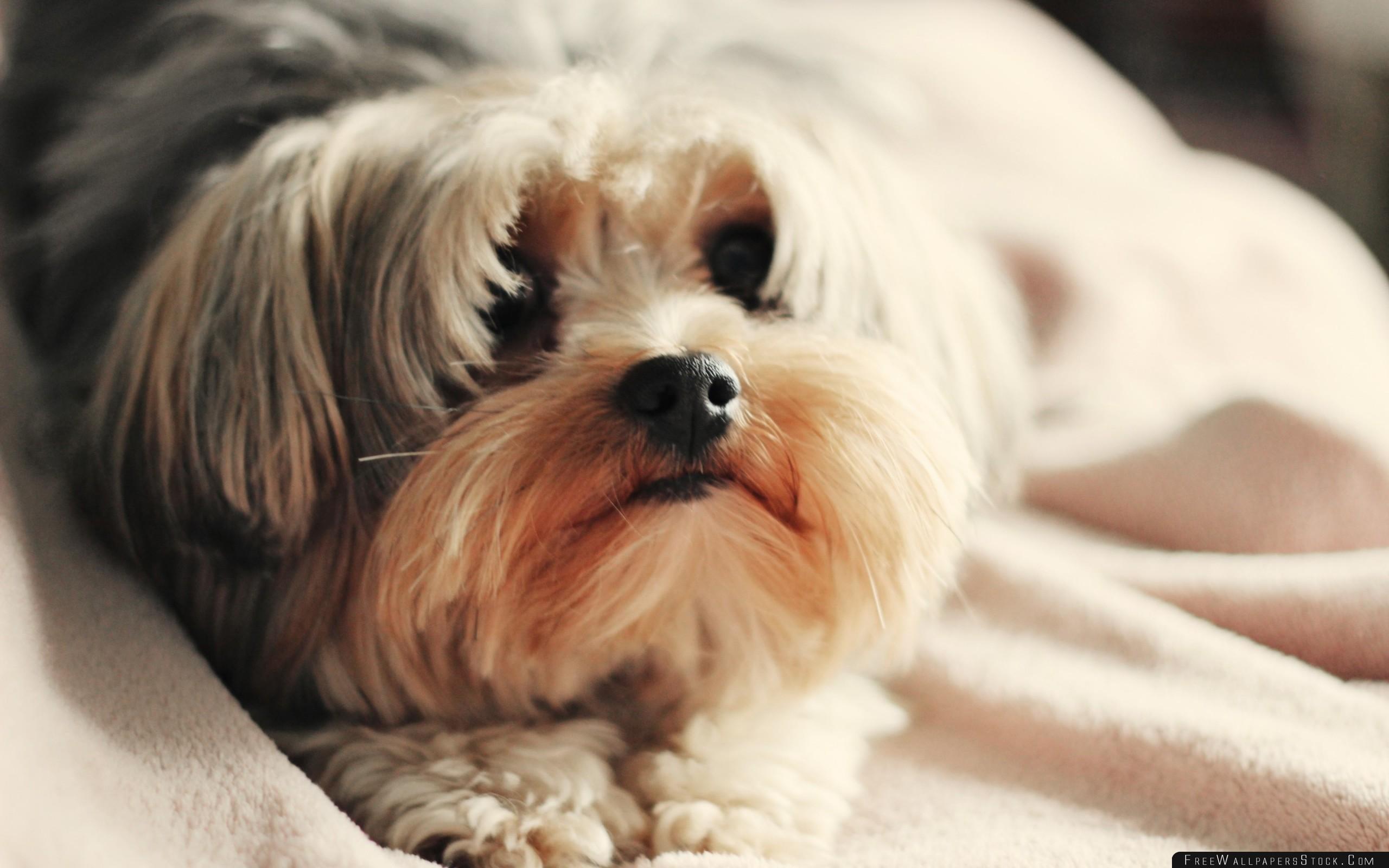 Yorkshire Terrier Dog Puppy Wallpaper Wallpaper Stock