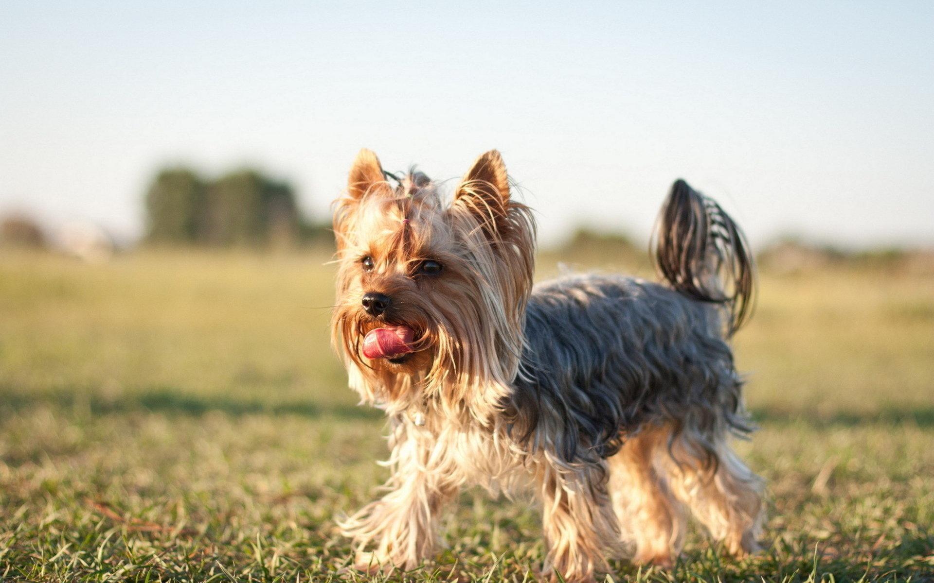 Yorkshire Terrier Wallpapers - Wallpaper Cave