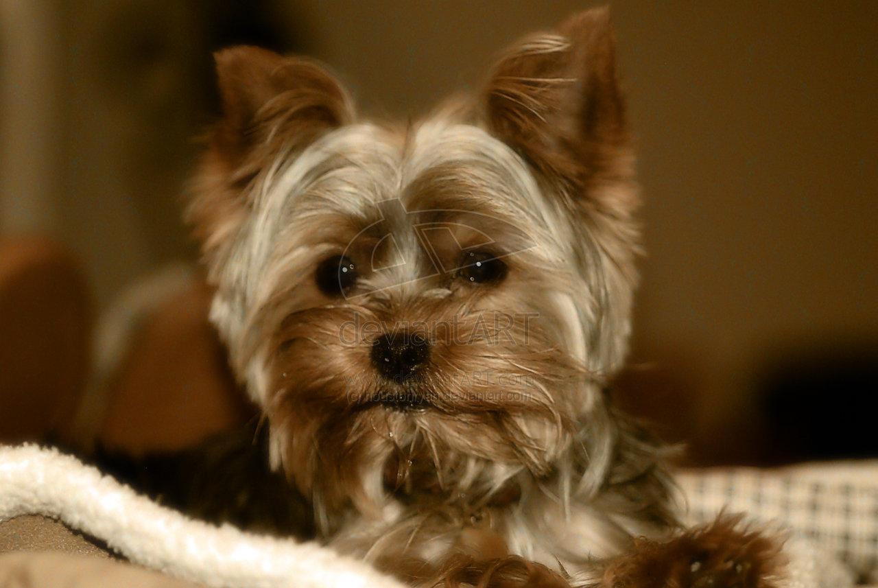 Yorkshire Terrier Wallpapers - Wallpaper Cave