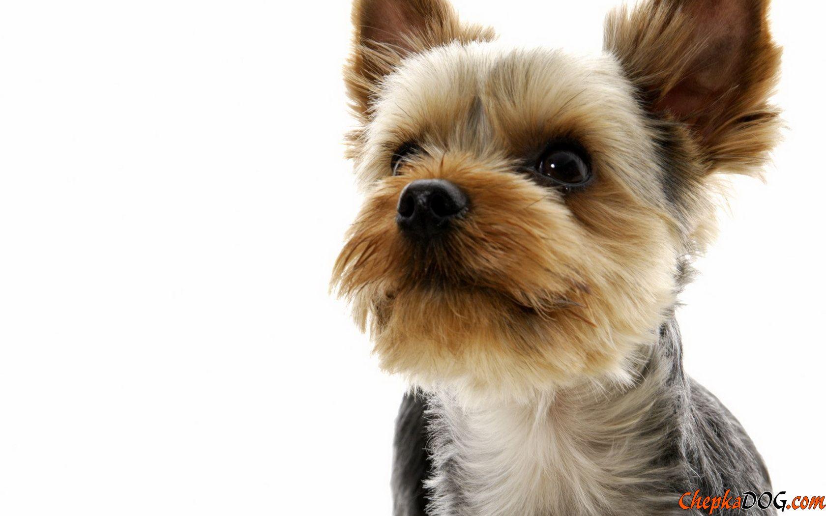 Yorkshire Terrier wallpaperx1050