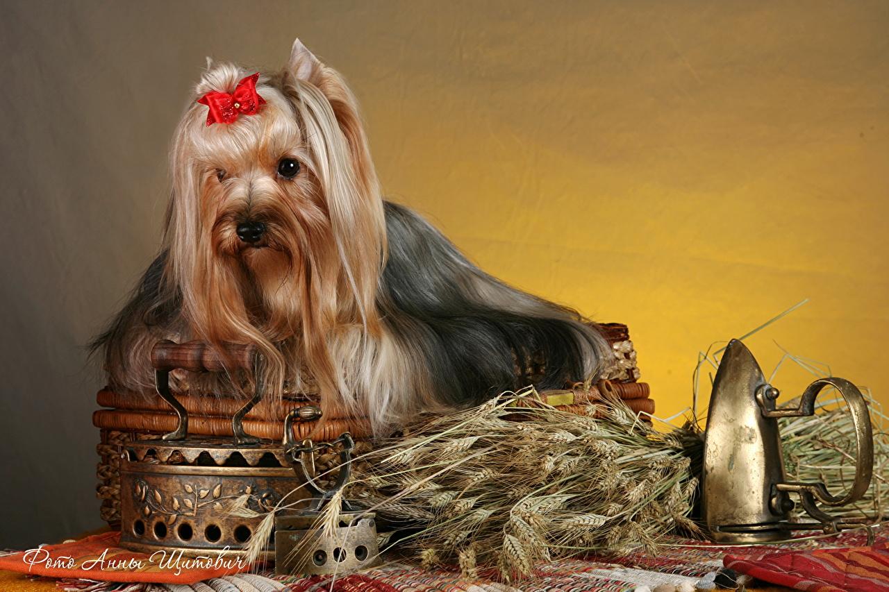 Wallpaper Yorkshire terrier Dogs Animals