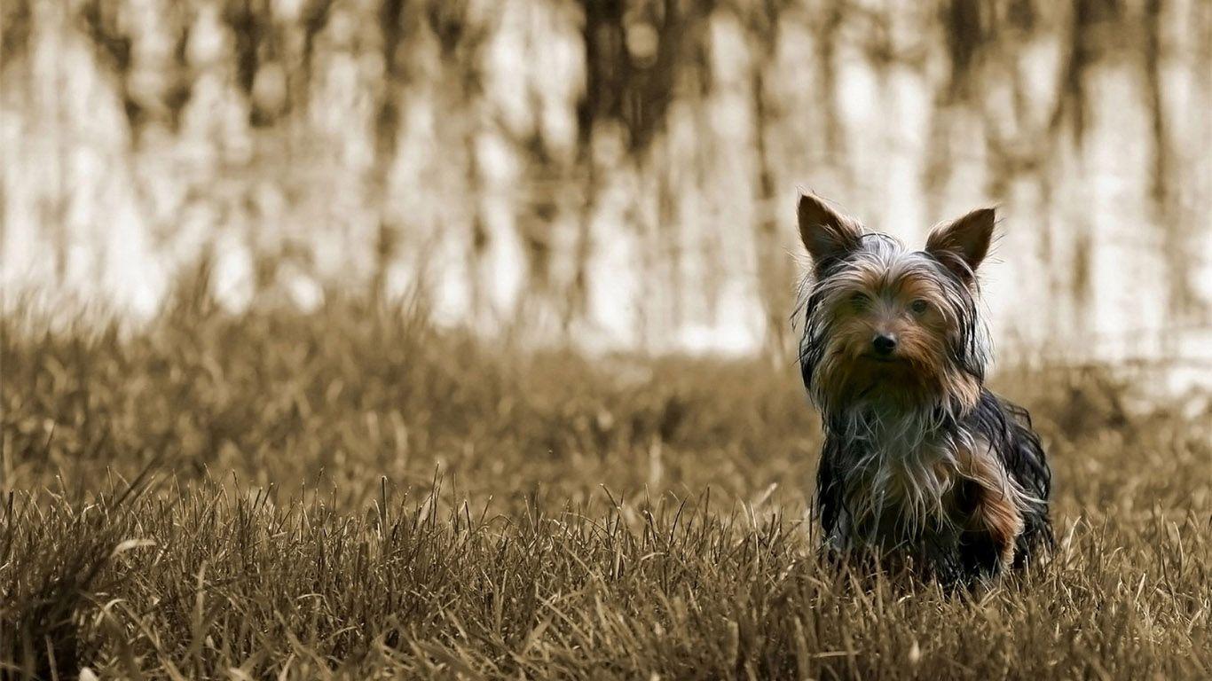 Yorkshire Terrier Wallpaper 1080p Y226BS