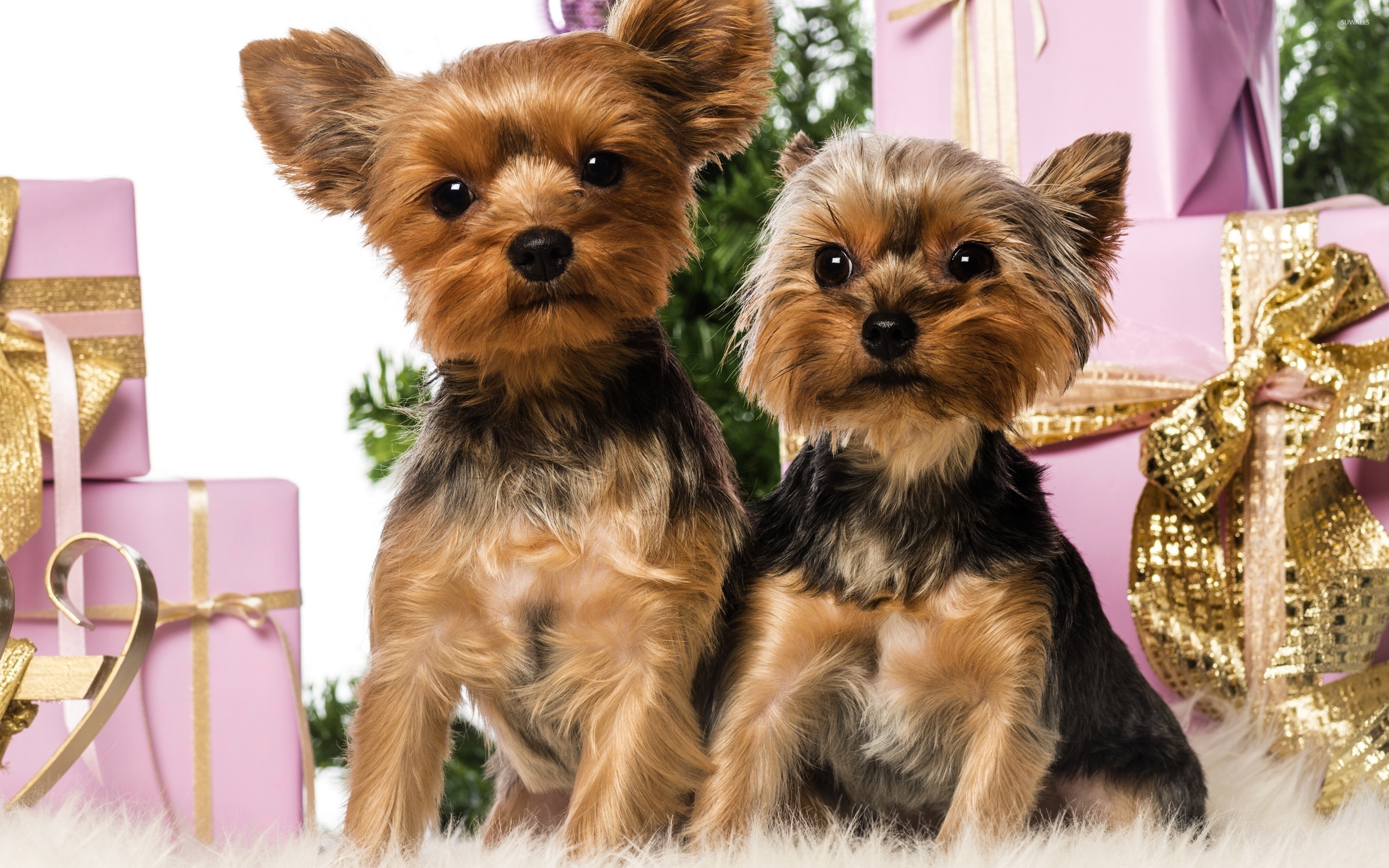Yorkshire terrier puppies wallpaper wallpaper