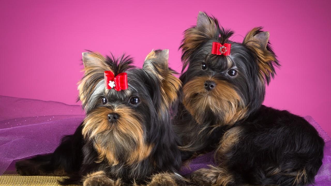 Wallpaper Yorkshire Terrier, Dogs, Puppies, HD, Animals