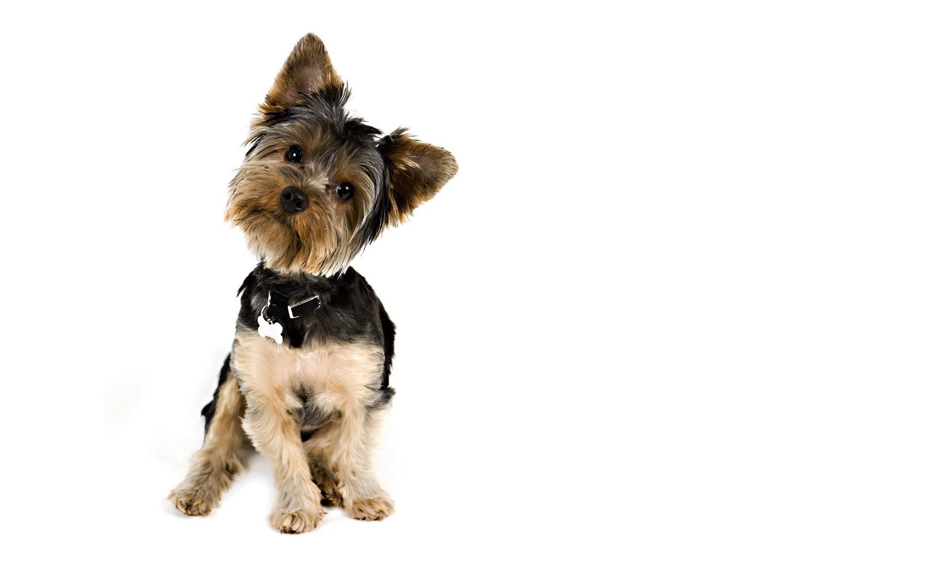 Yorkshire Terrier Wallpaper 17 X 1200