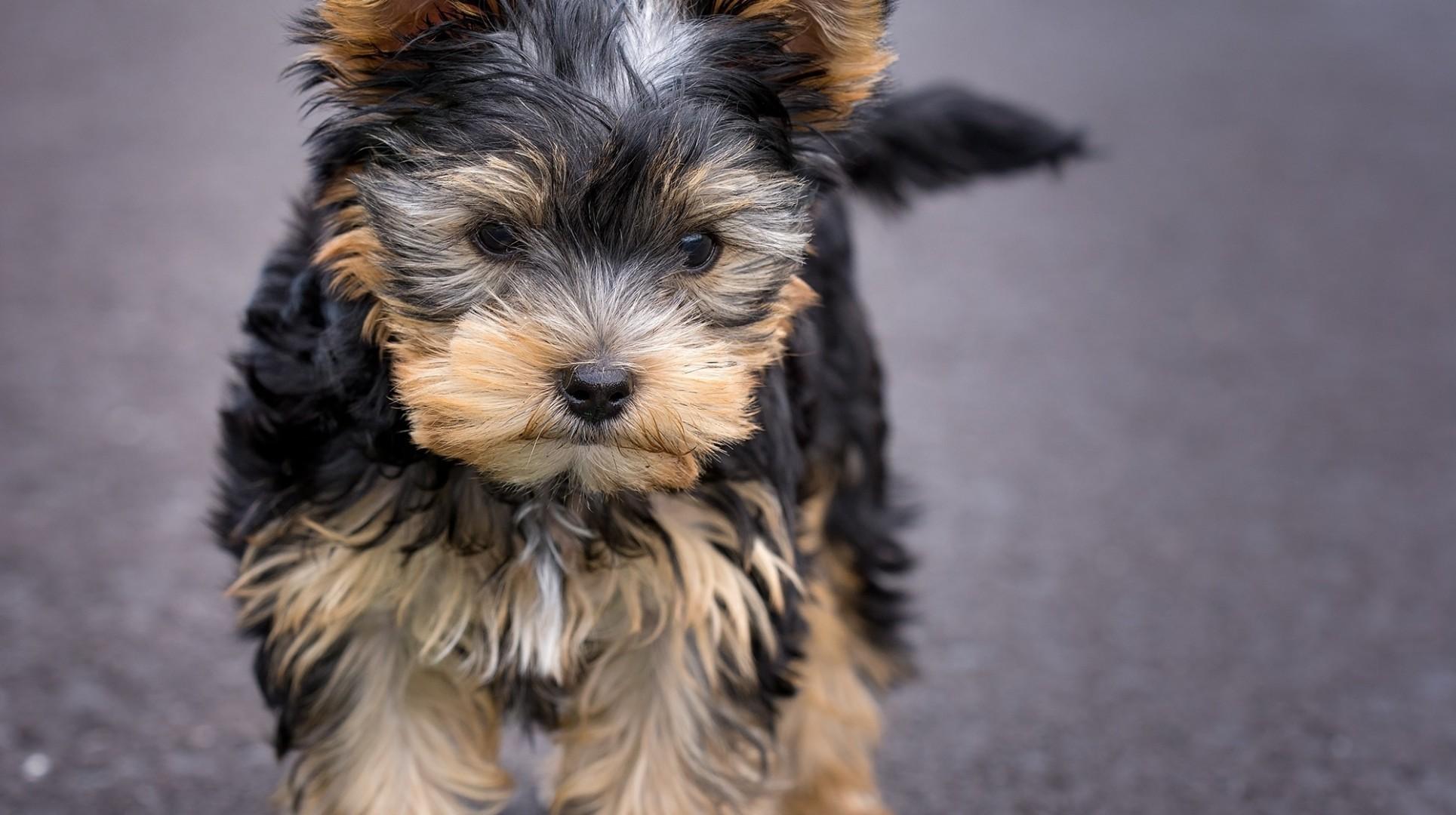 Download 1929x1080 Puppy, Yorkshire Terrier, Walking, Dog Wallpaper