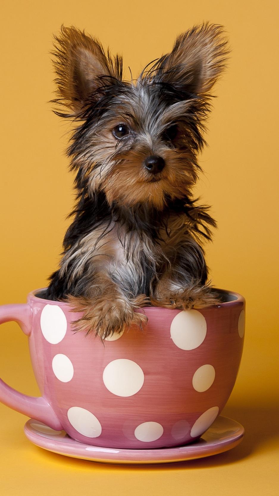 Download wallpaper 938x1668 yorkshire terrier, cup, puppy, dog, sit