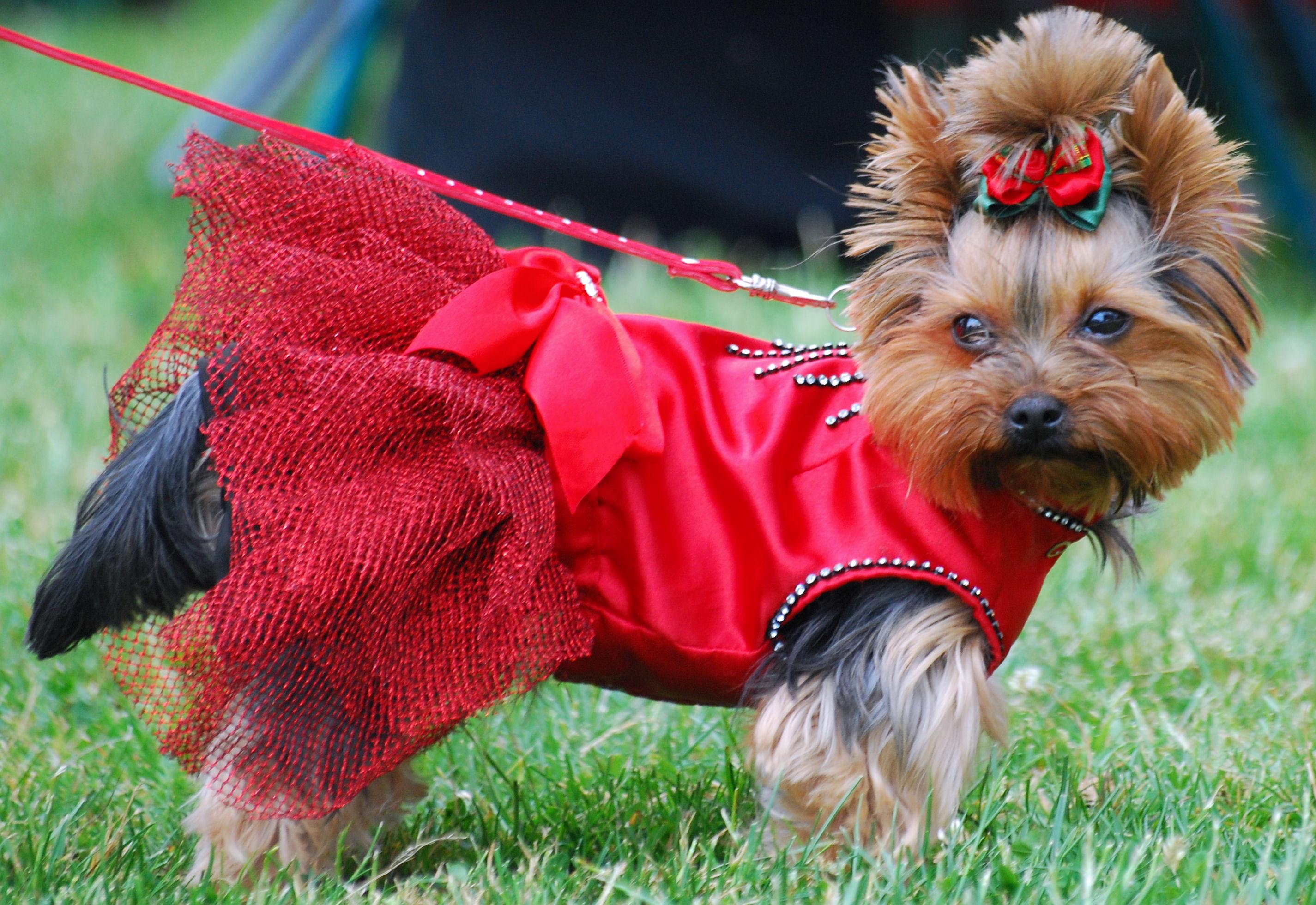 Yorkshire Terrier dog in the red dress photo and wallpaper