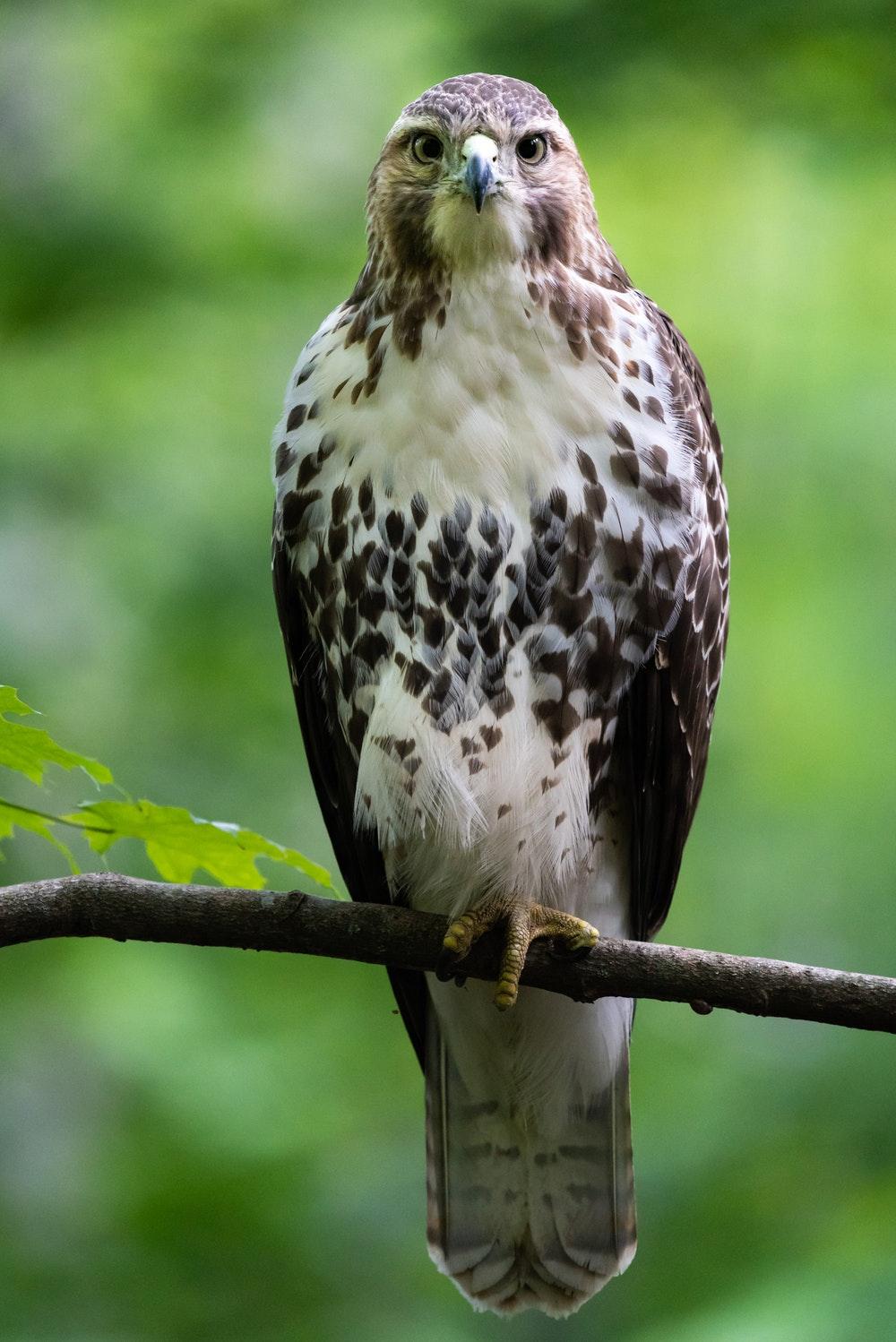 Hawk Picture. Download Free Image