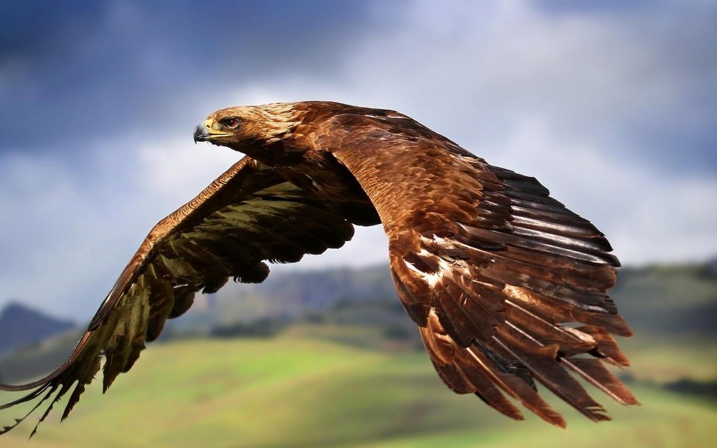 Hawk Wallpaper 5 X 900