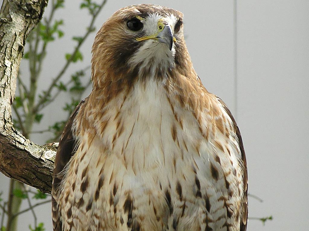 Hawk Wallpaper and background