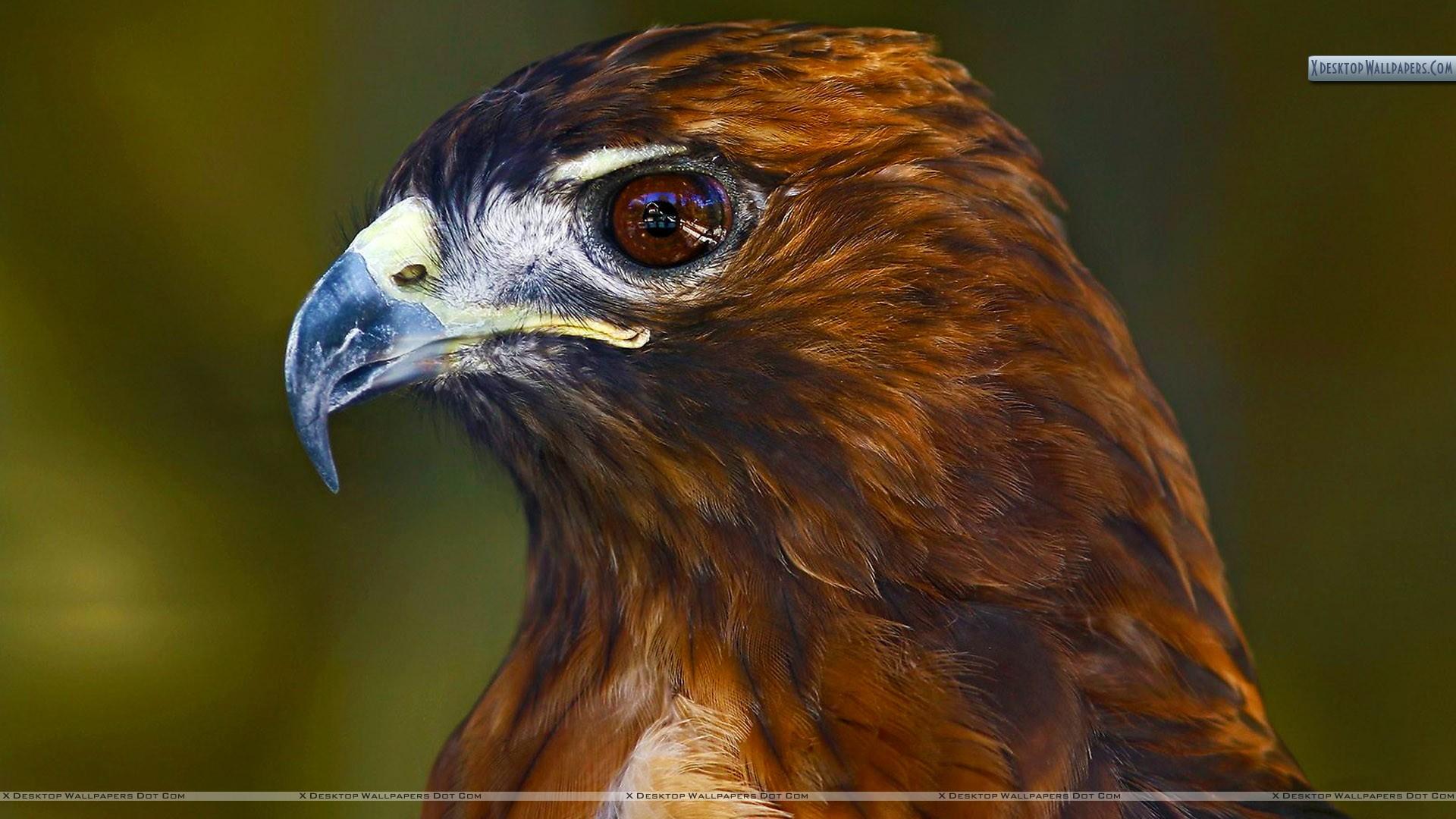 Profile Of A Red Tailed Hawk Wallpaper