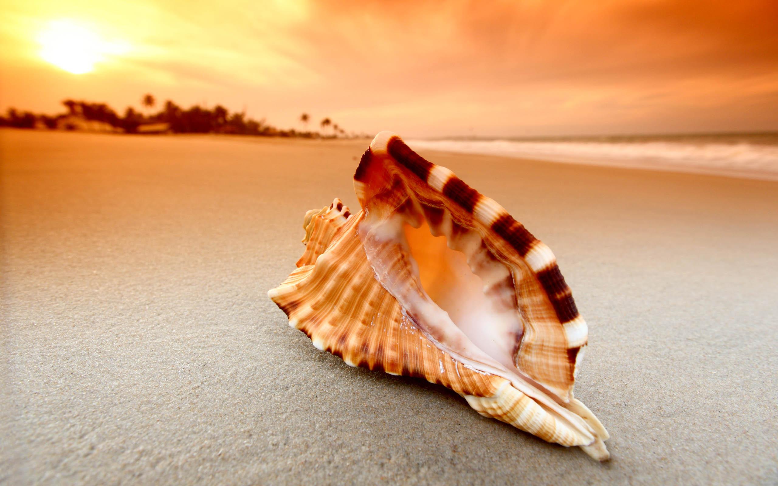 Shell Awesome HD Wallpapers 2015