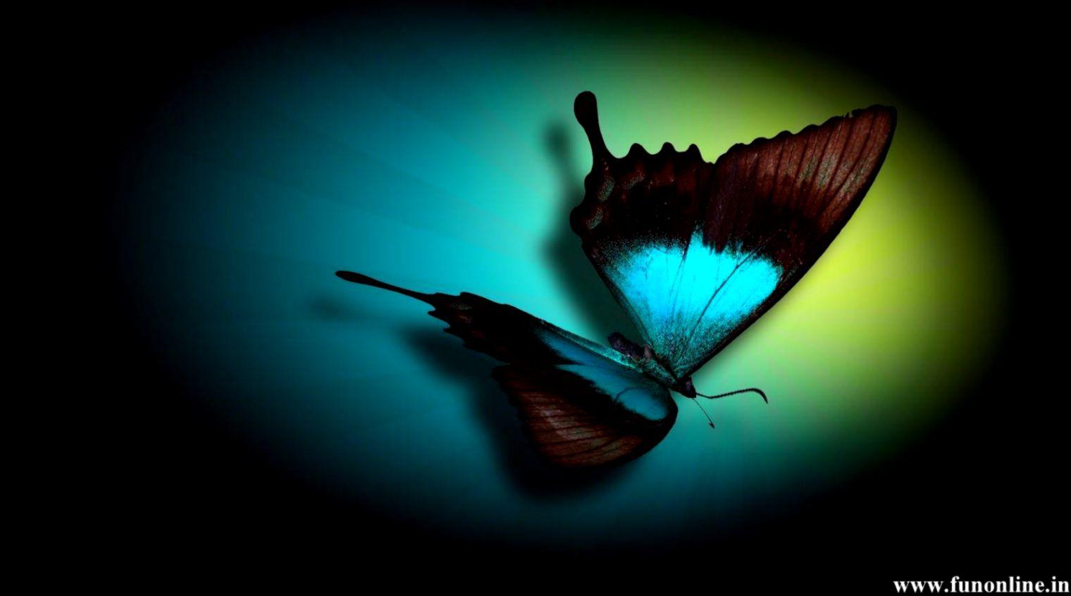 Butterfly HD Wallpaper Colorful