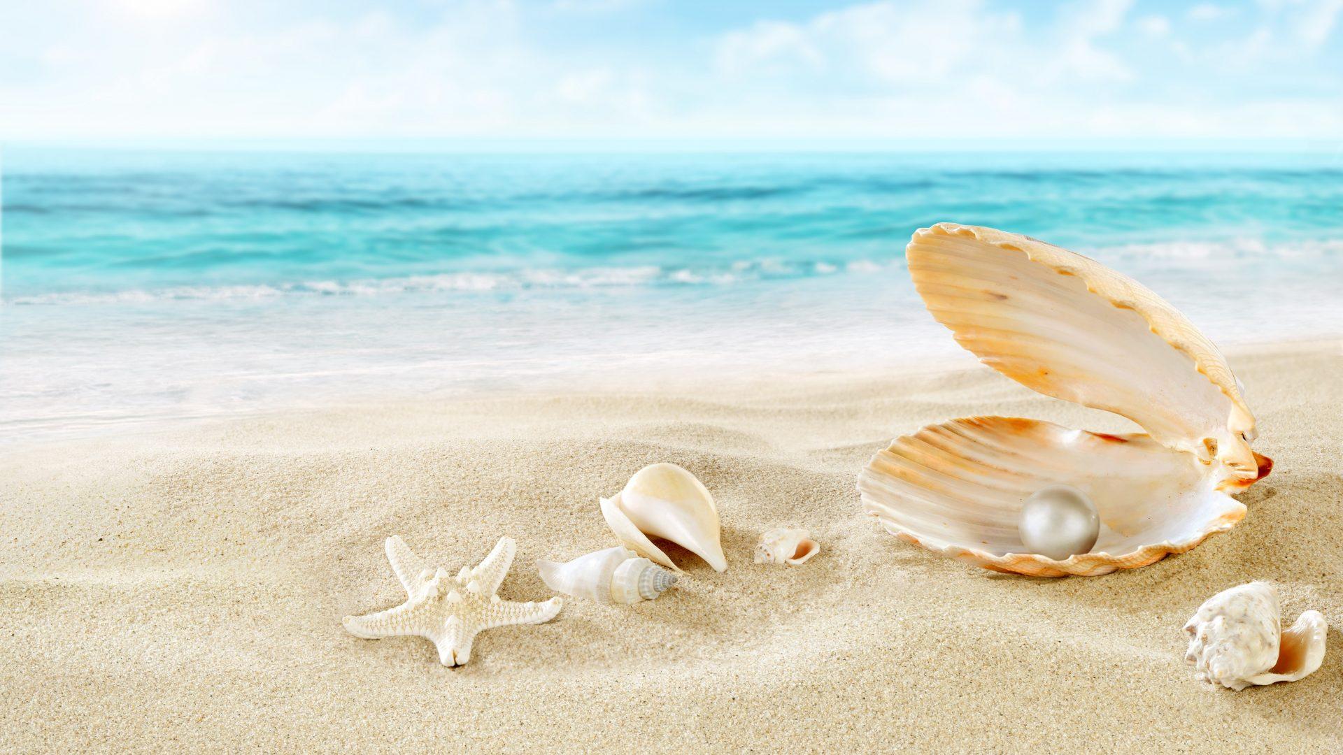 Shell Wallpapers 9