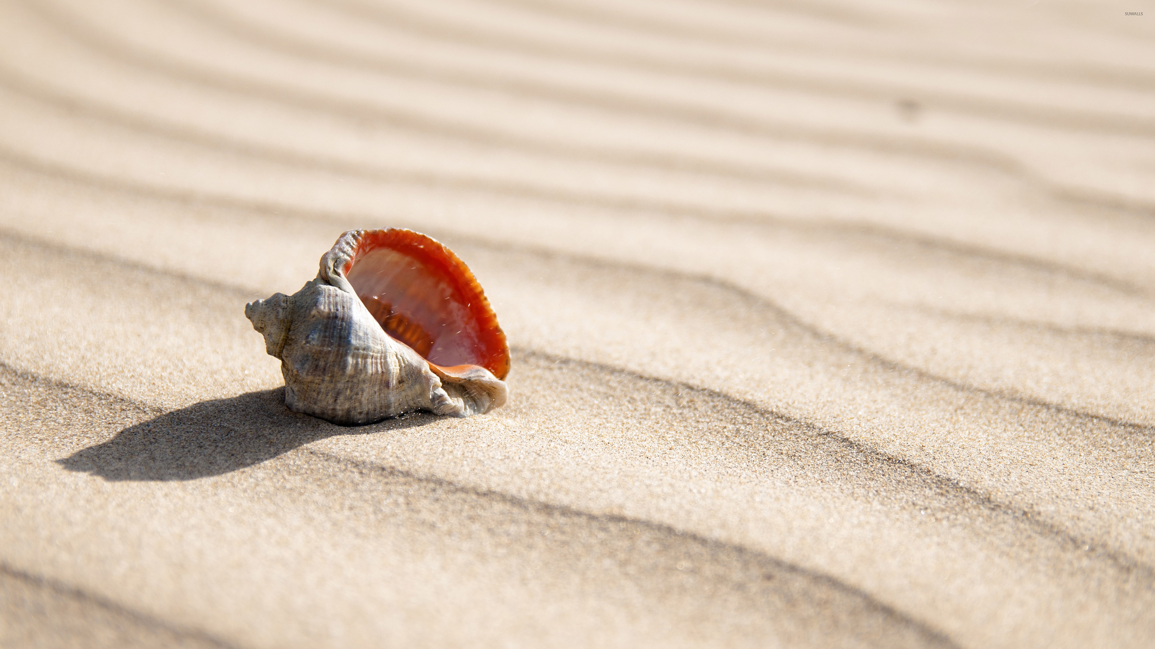 Shell on the sand wallpapers