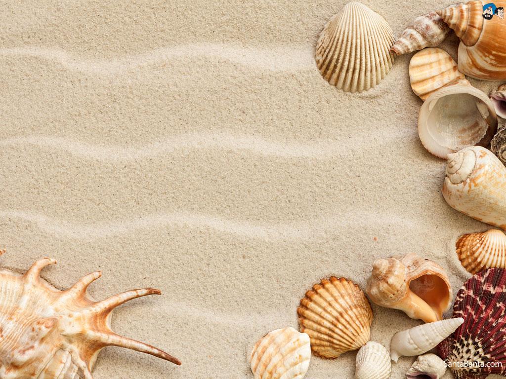 Shell Wallpapers 14