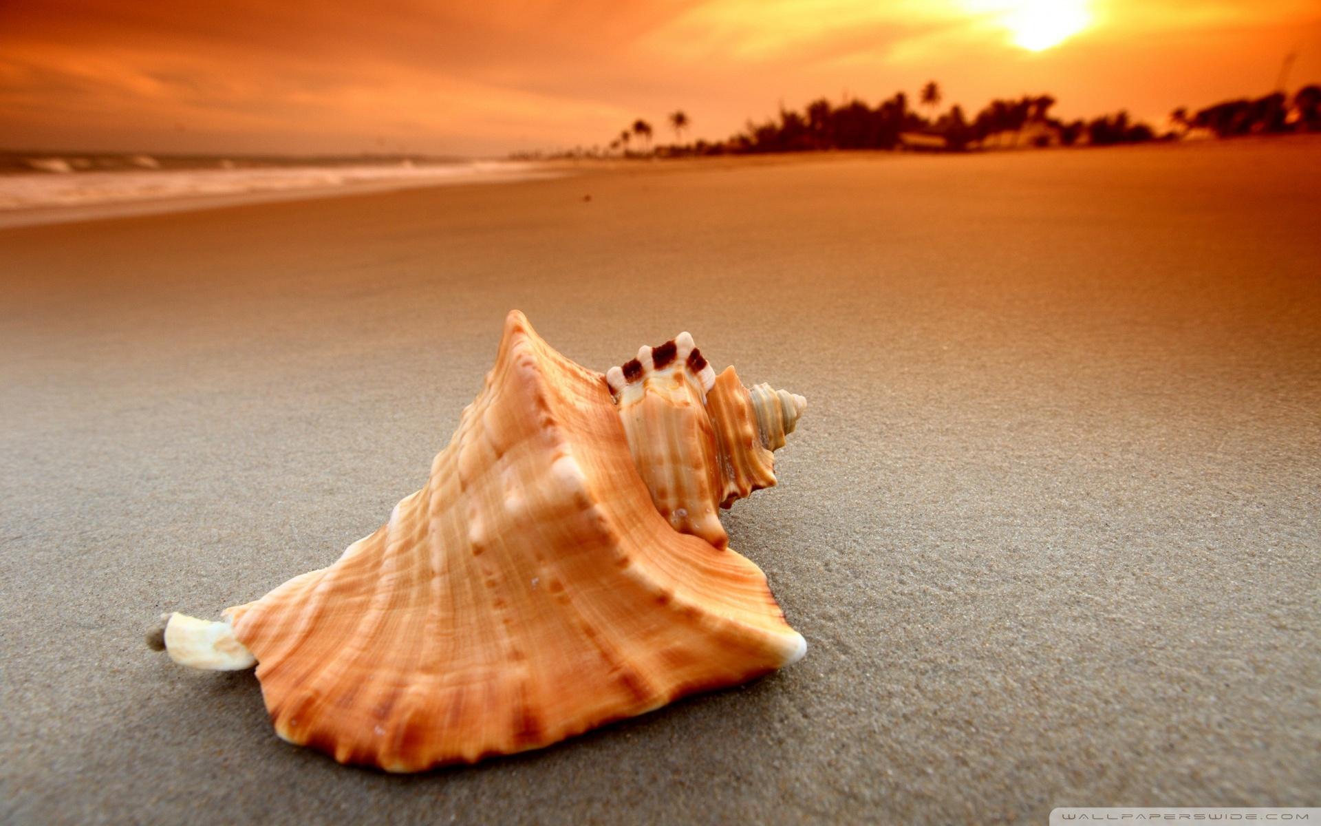 Shell HD wallpapers