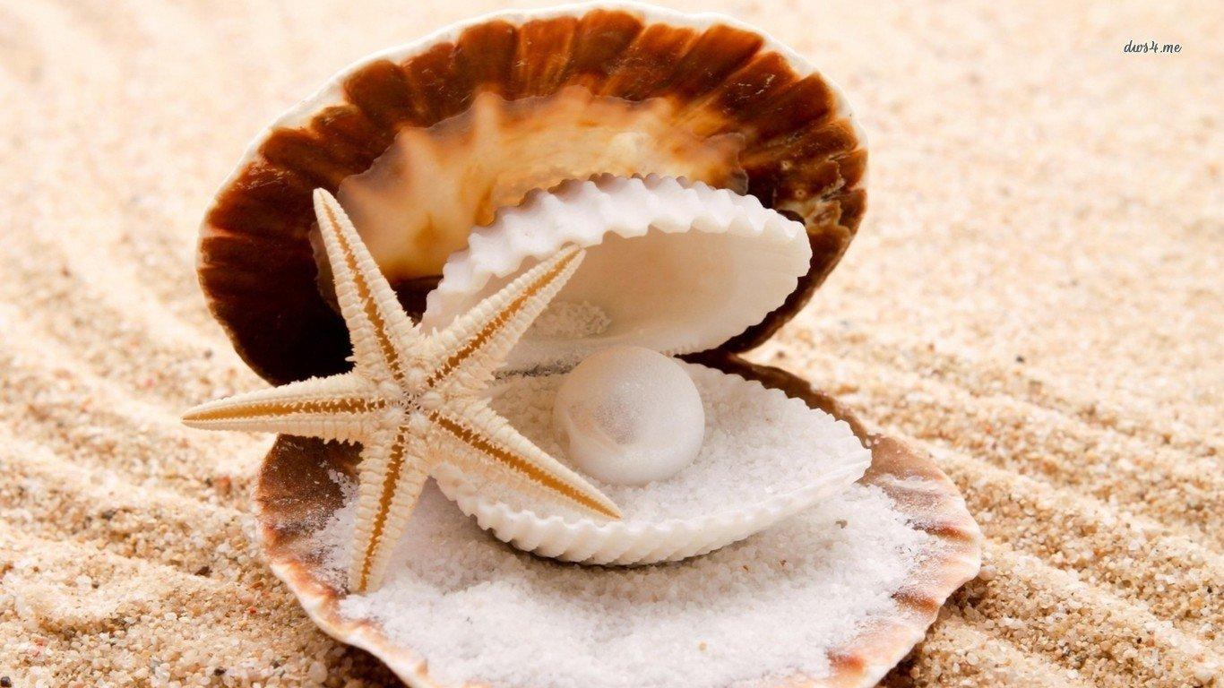 Shell wallpapers 1366x768