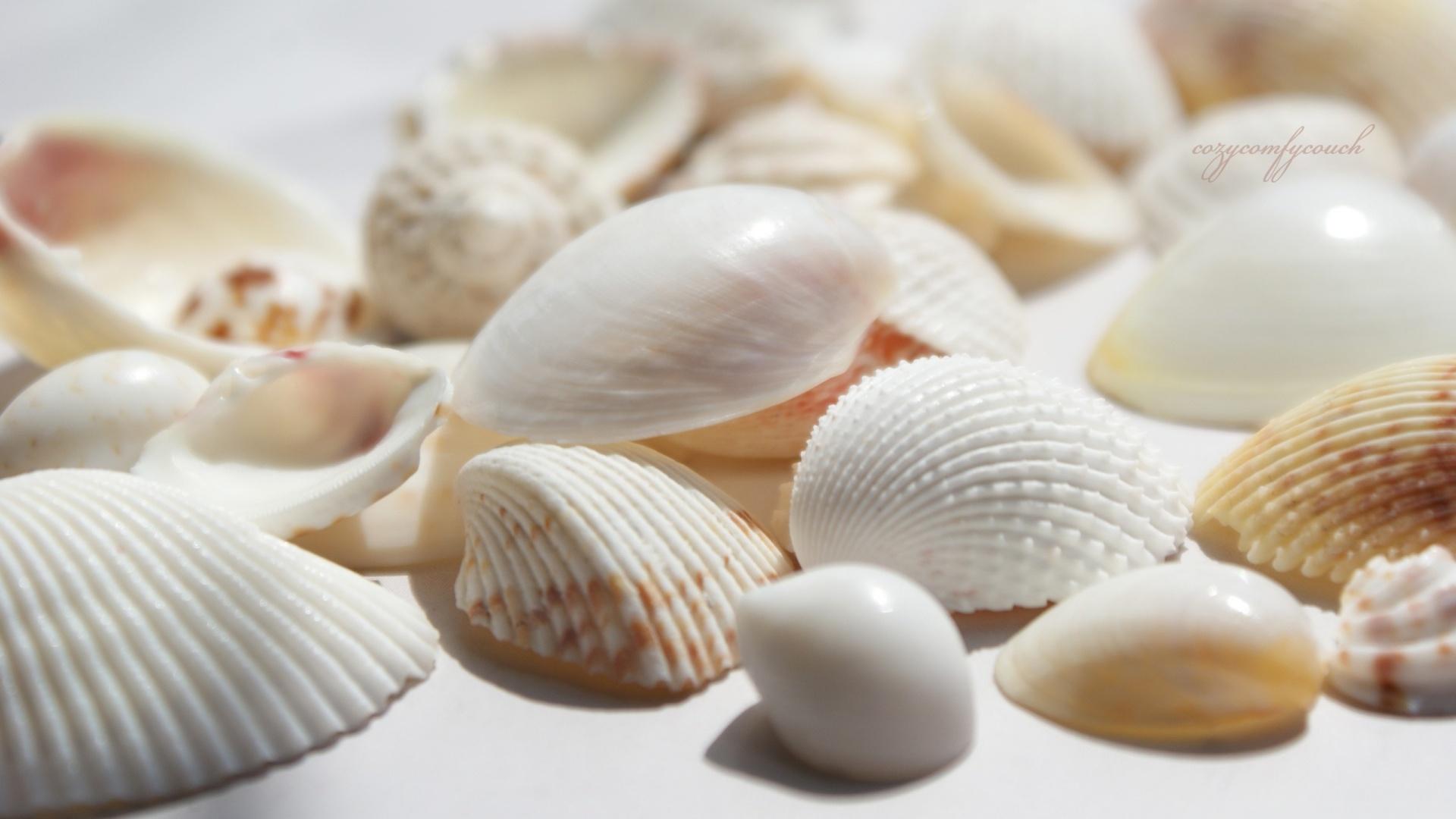 Shell Wallpapers HD