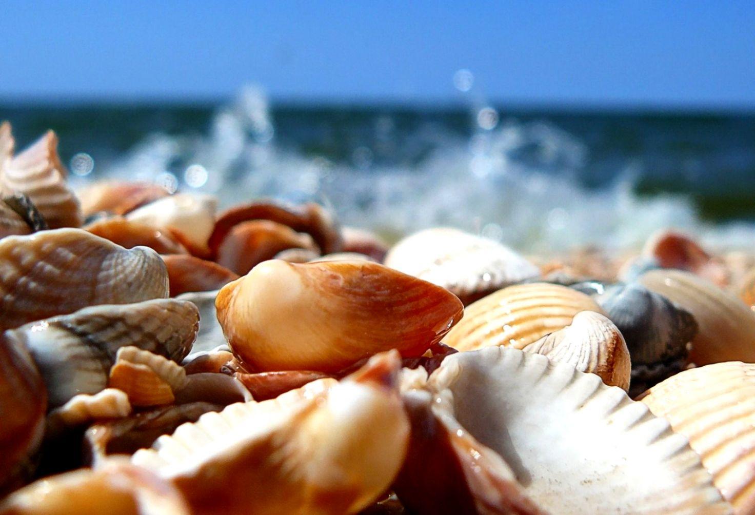 Pearl In Shell Latest Hd Wallpapers Free Download