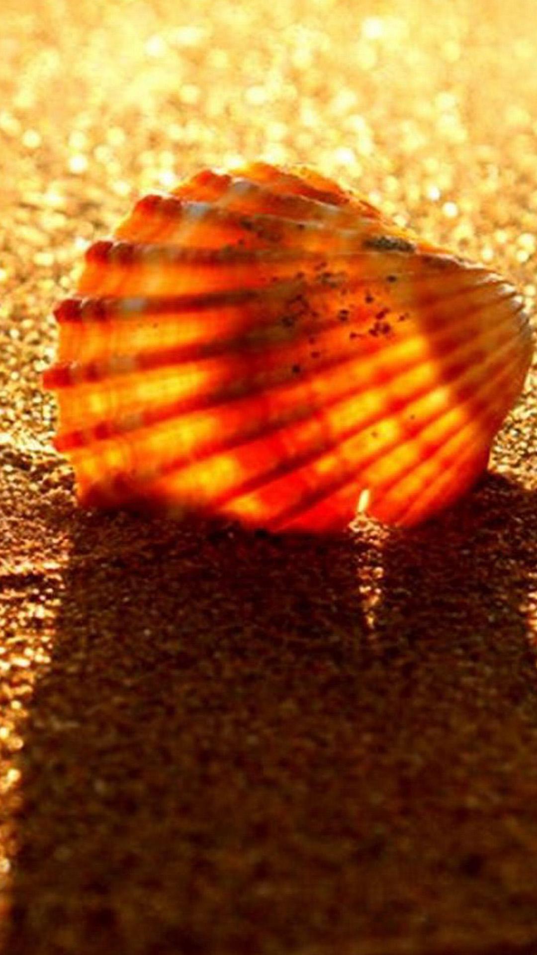 Golden Beach Shell Android wallpapers