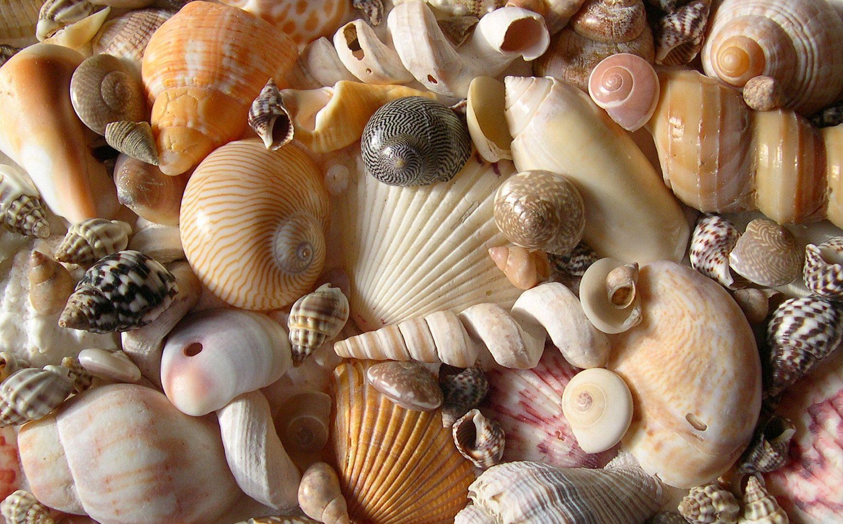 Sea Shell Wallpapers 14