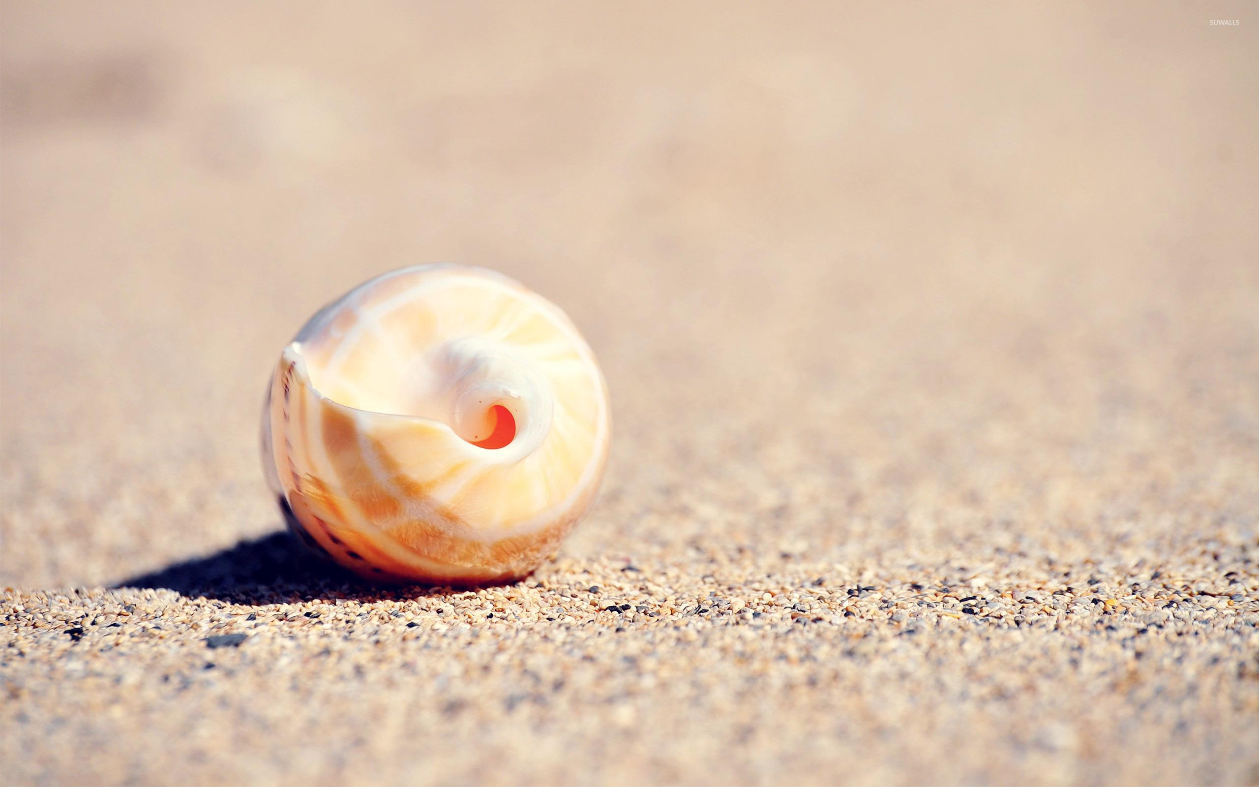 Shell in the sand wallpapers