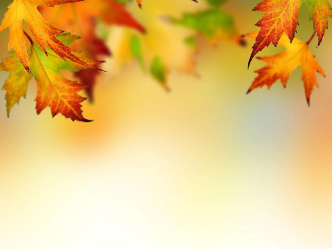 Fall Leaf Bord HD Wallpaper, Background Image