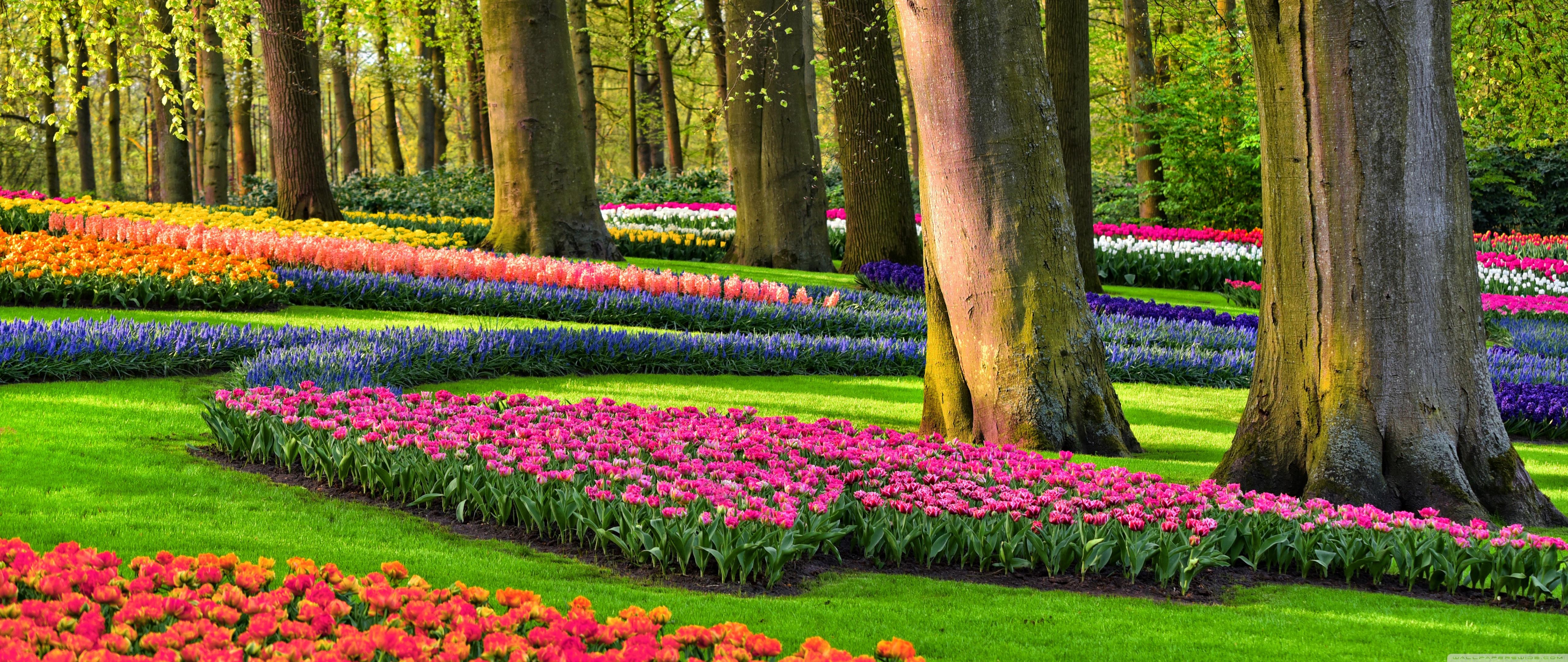 Colorful Spring Gardens, Holland, Netherlands ❤ 4K HD Desktop