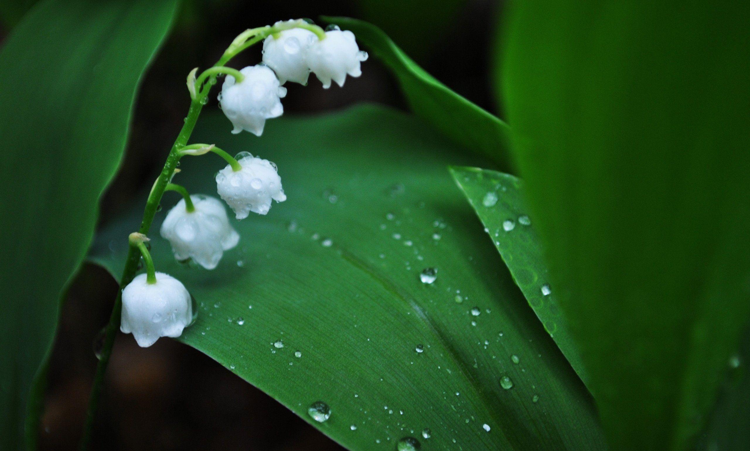 Lily Of The Valley Wallpaper. Wallpaper. Flowers